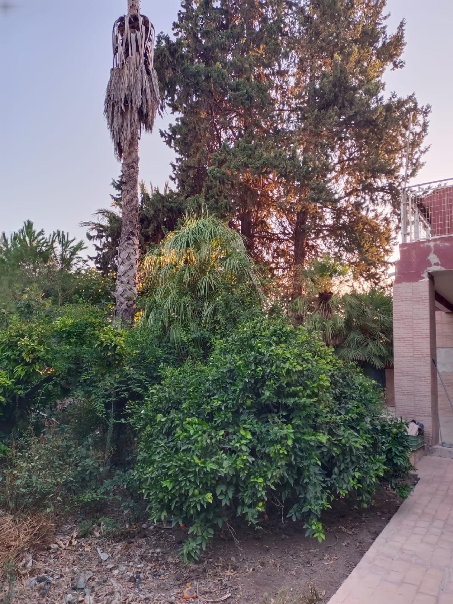  à vendre villa Molina De Segura Vega Media Del Segura 2