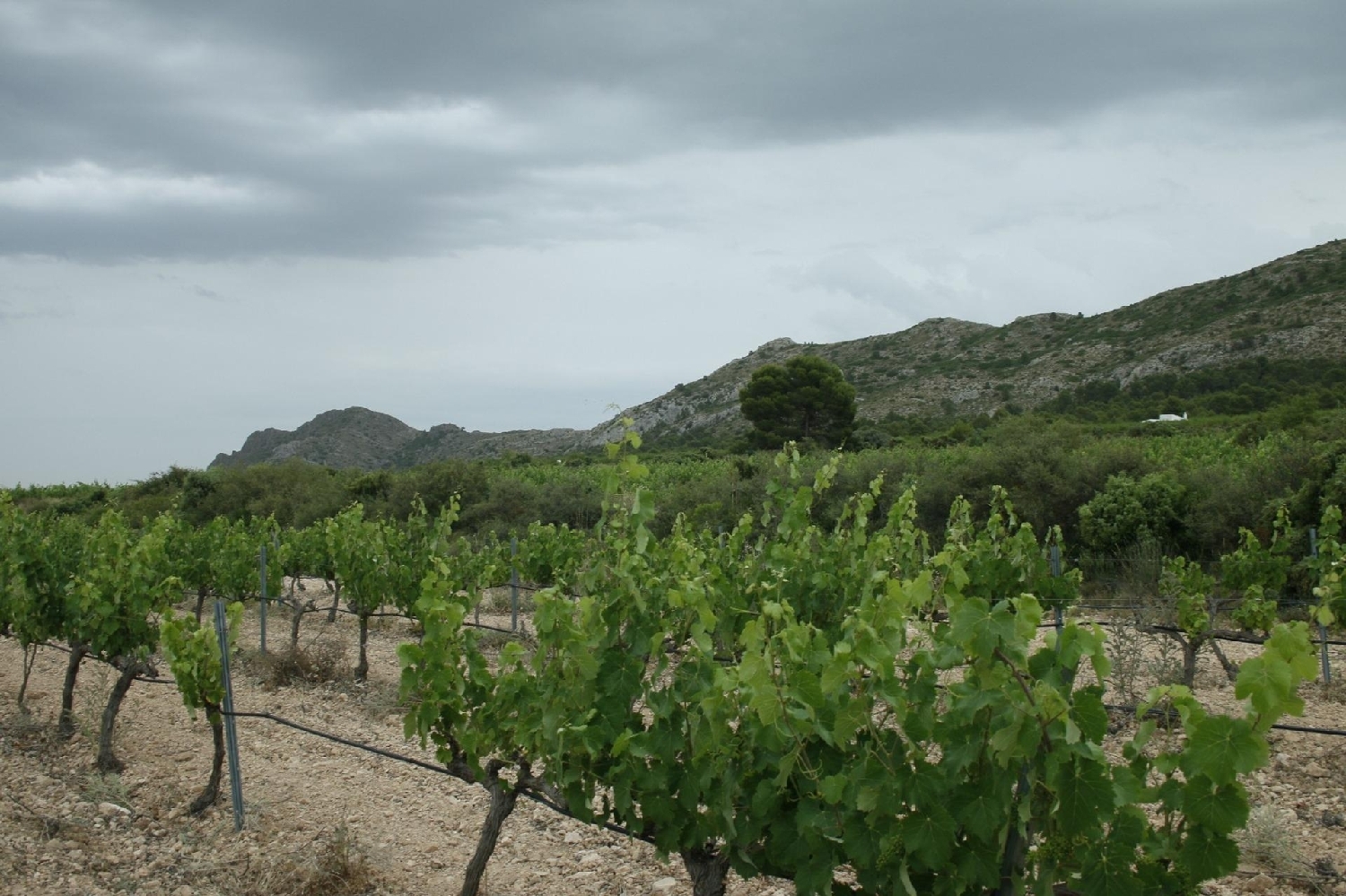  te koop villa Yecla Altiplano 32