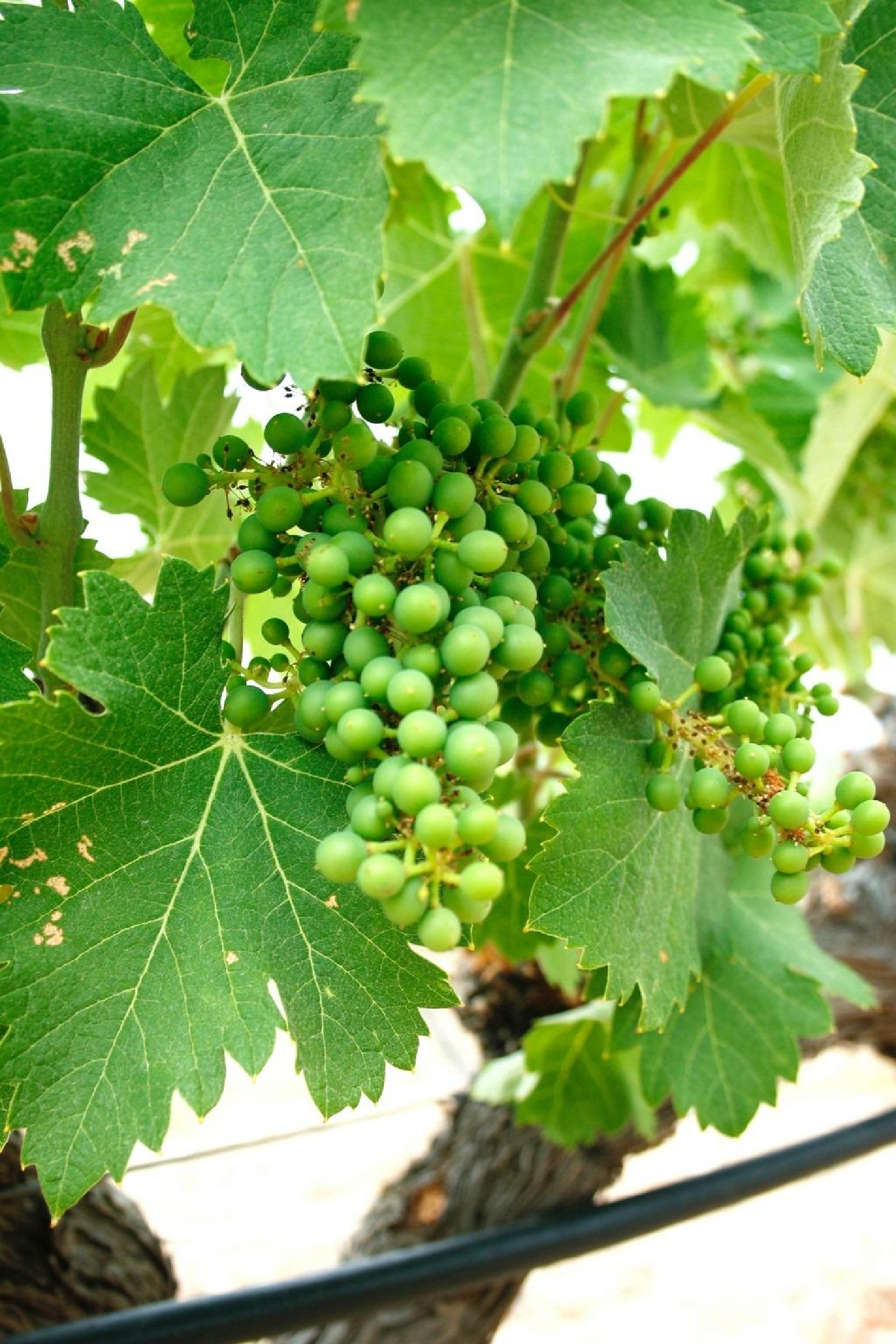  te koop villa Yecla Altiplano 32