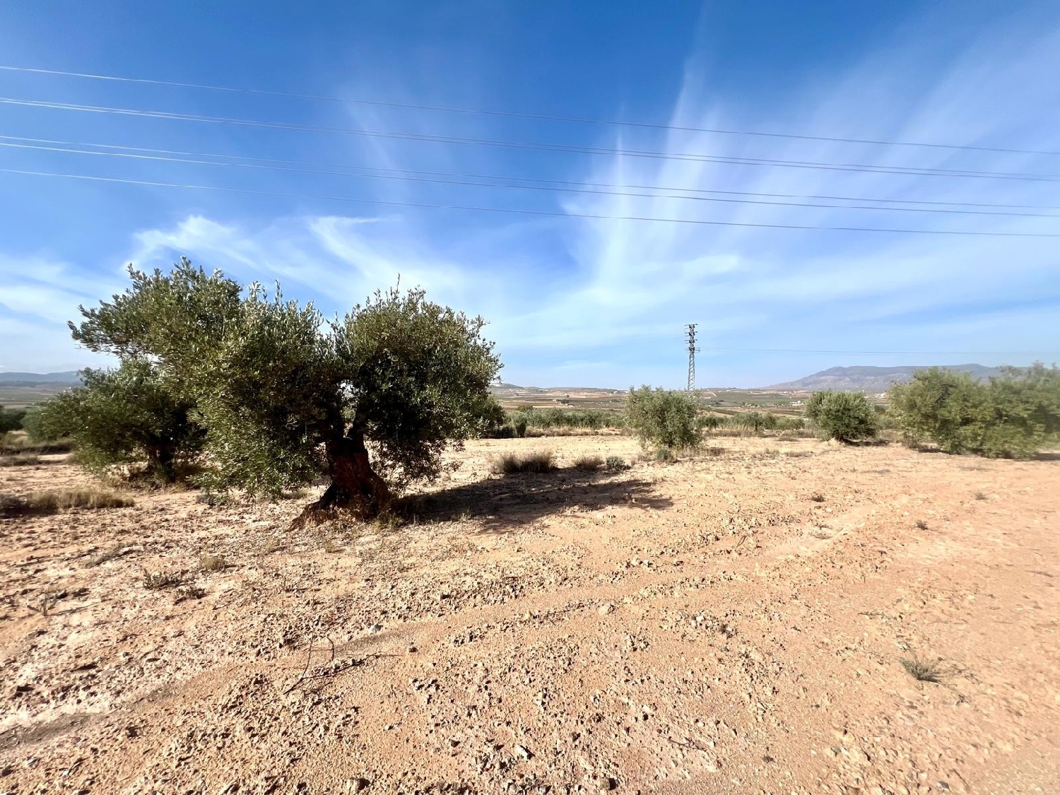  en venta finca rústica Pinoso Vinalopó Mitjà 8