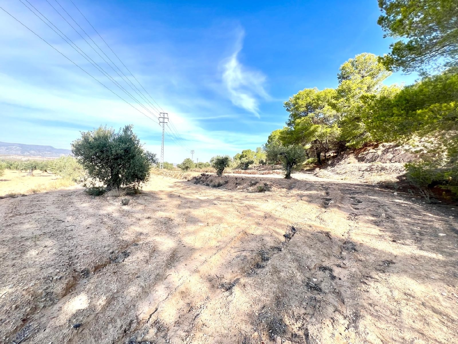  en venta finca rústica Pinoso Vinalopó Mitjà 4
