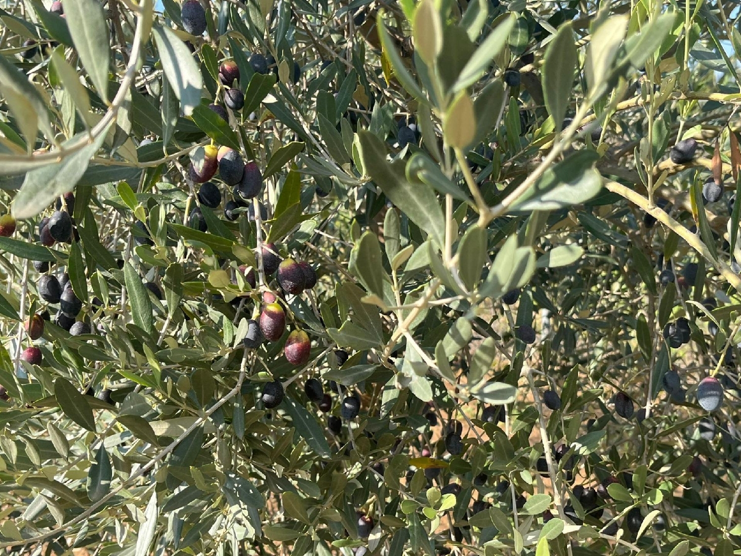 for sale country house Valderrobres Matarraña 8