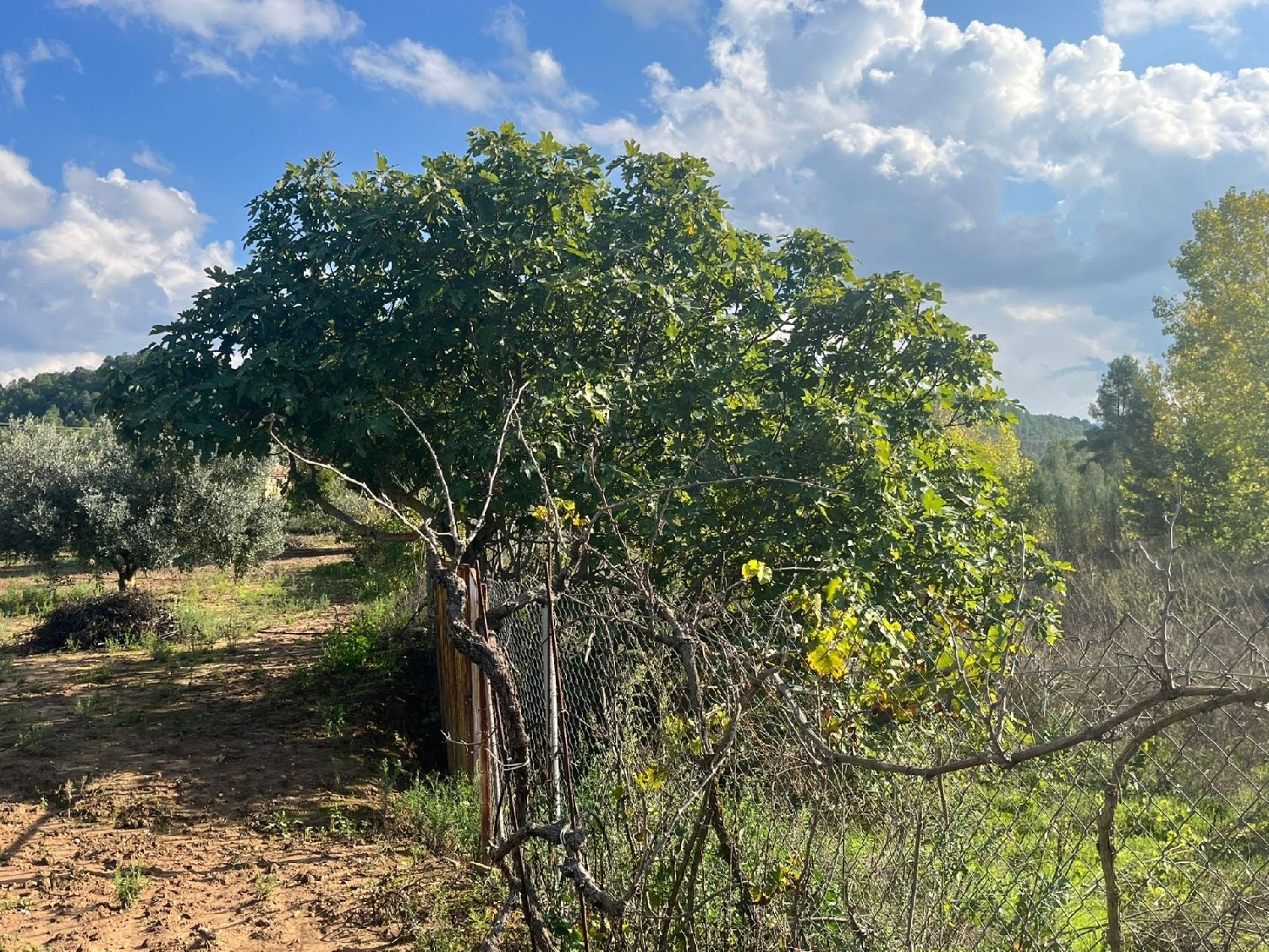 for sale country house Valderrobres Matarraña 7