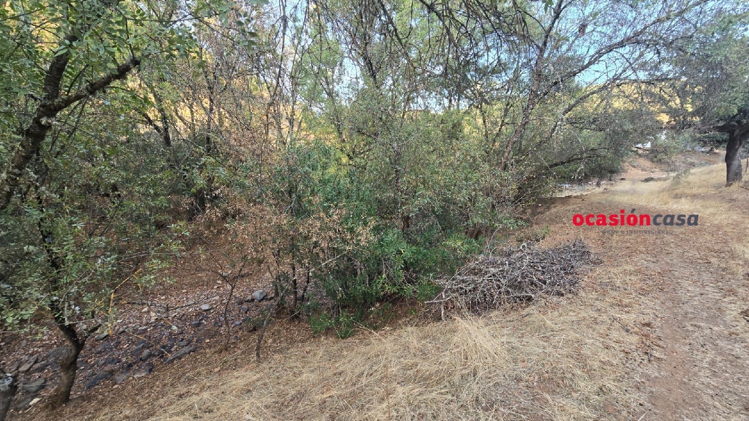  en venta finca rústica Villanueva Del Rey Valle Del Guadiato 8