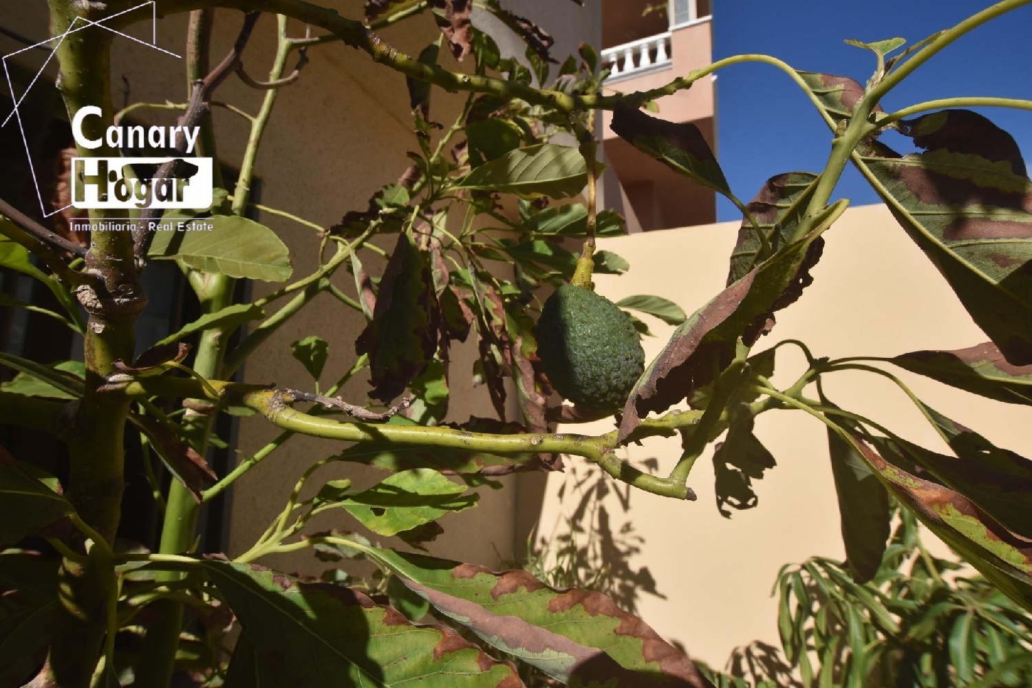  till salu hus Granadilla De Abona Zona Sur 4