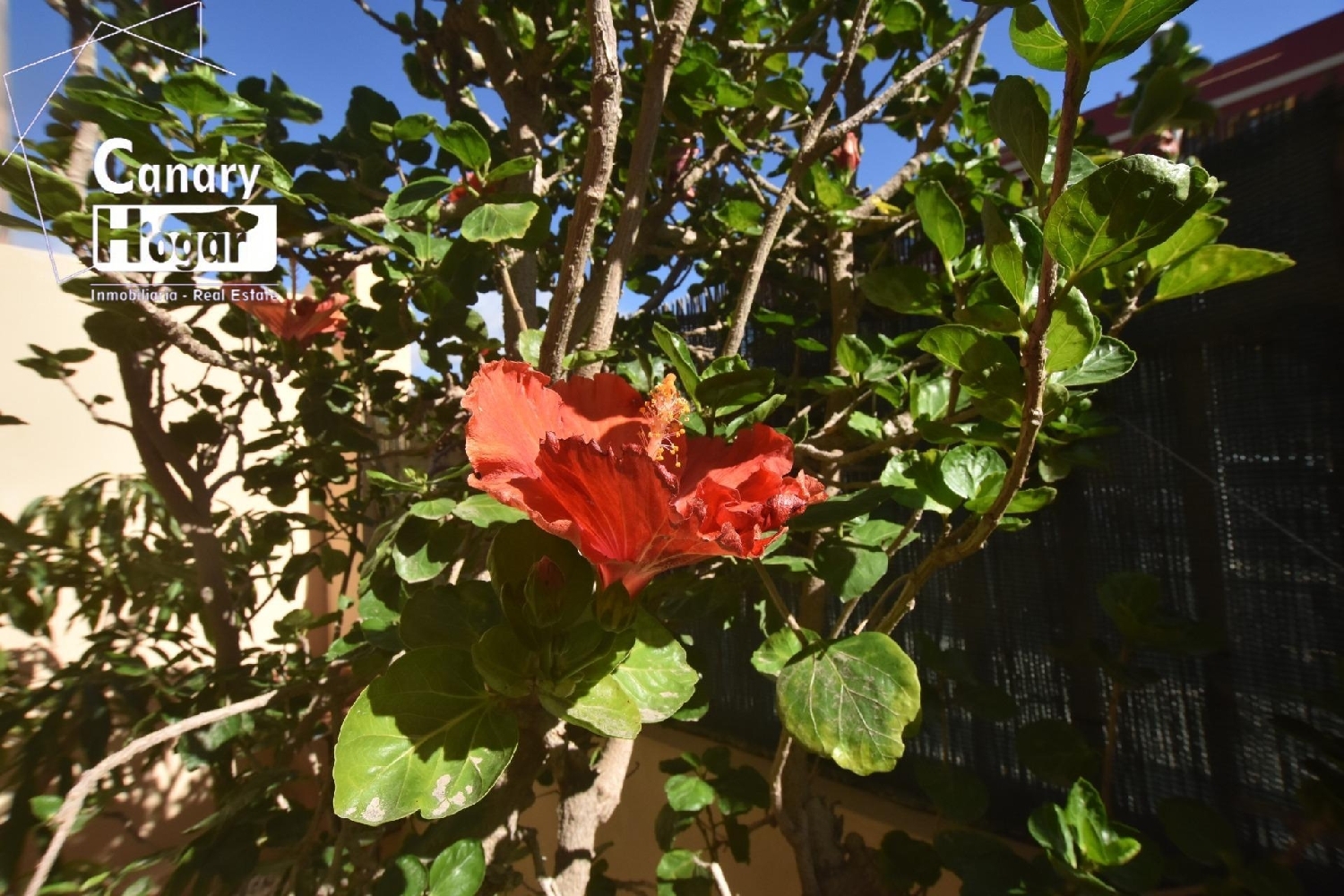  till salu hus Granadilla De Abona Zona Sur 5