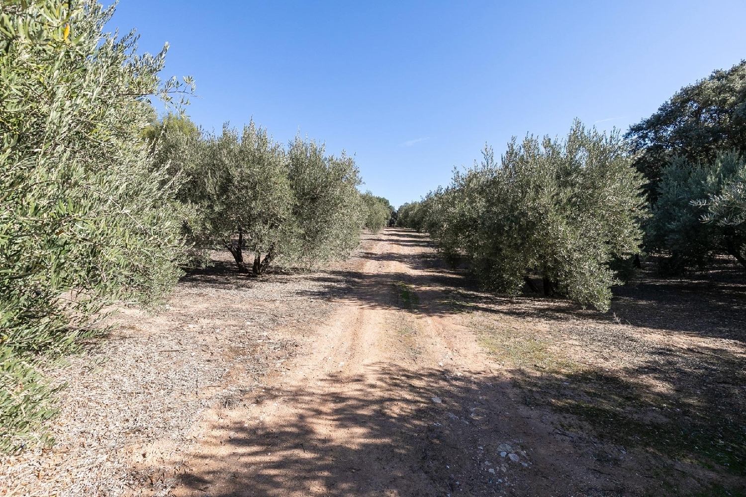  for sale plot Albolote Vega De Granada 8