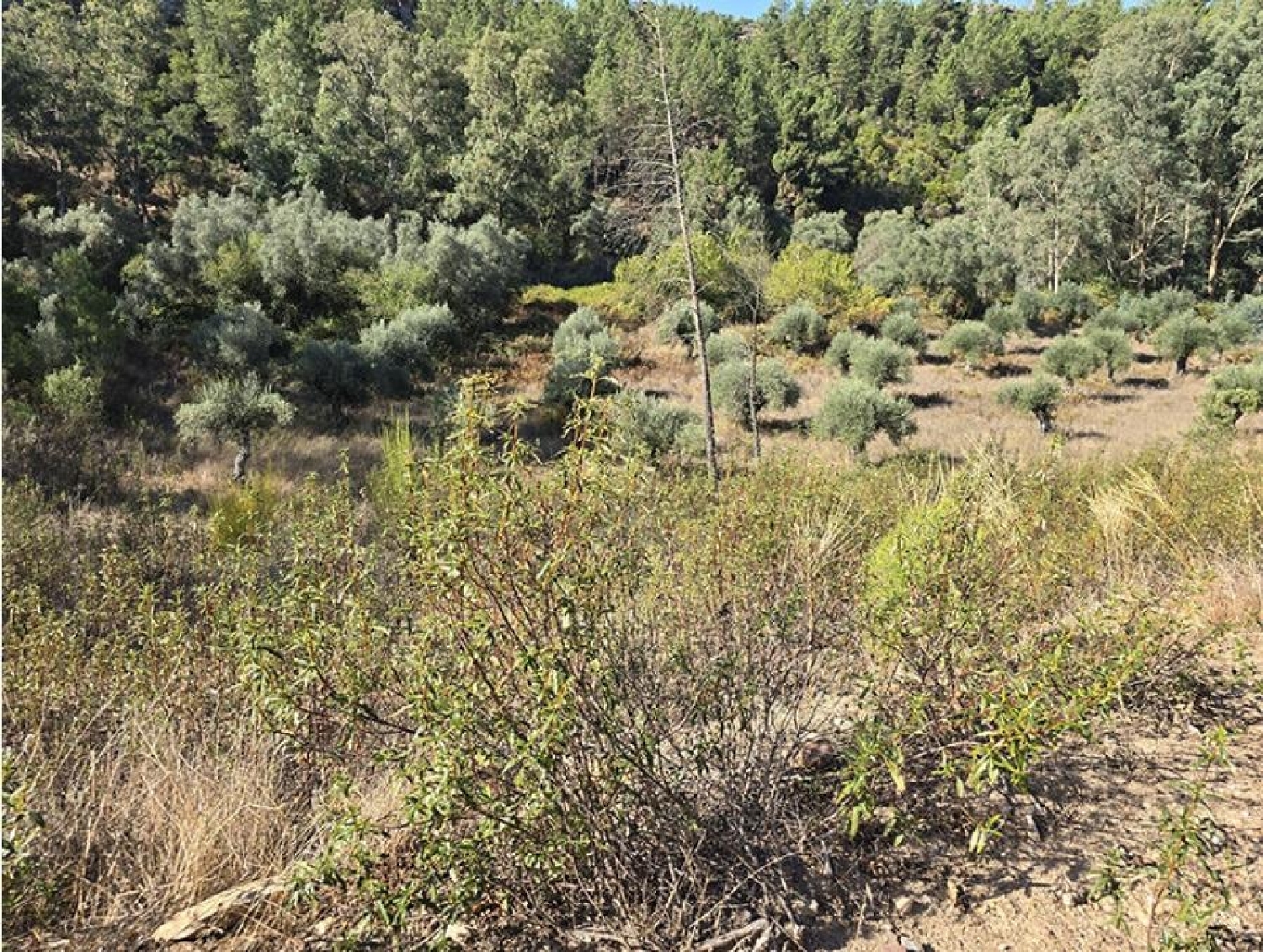 till salu tomt Badajoz Casco Antiguo-Centro Badajoz 3