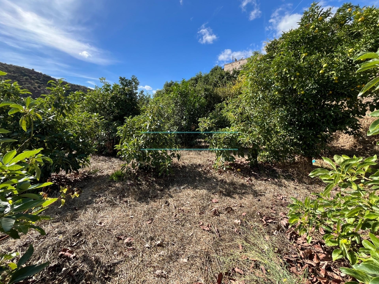  for sale plot Canillas De Aceituno Axarquía 1