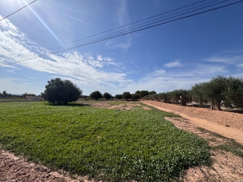 Crevillent Baix Vinalopó tomt foto 6322910