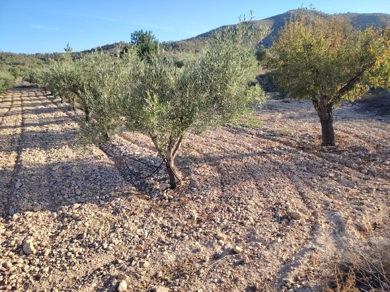 kaufen Grundstück Hondón De Las Nieves Vinalopó Mitjà 1