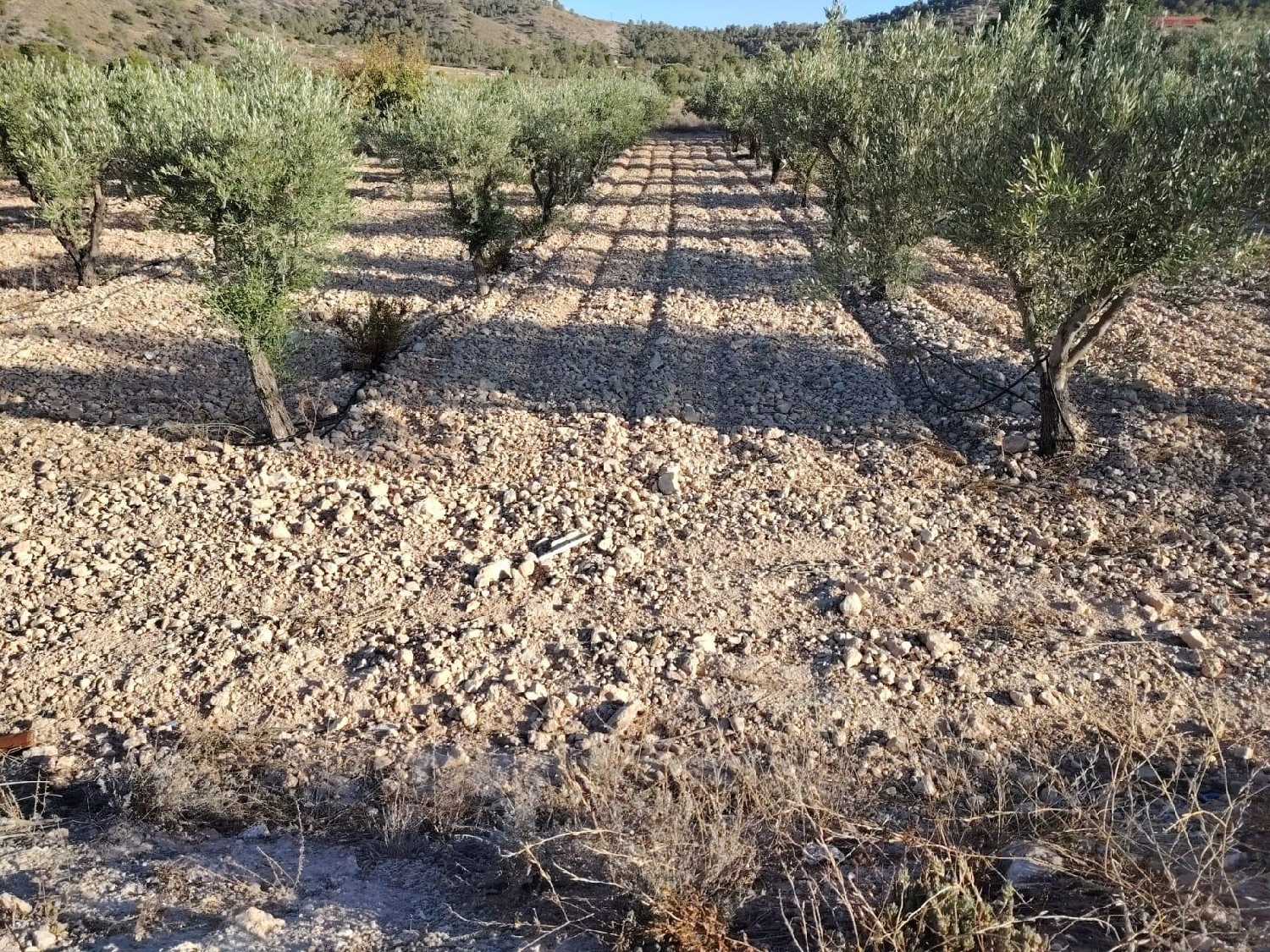kaufen Grundstück Hondón De Las Nieves Vinalopó Mitjà 3