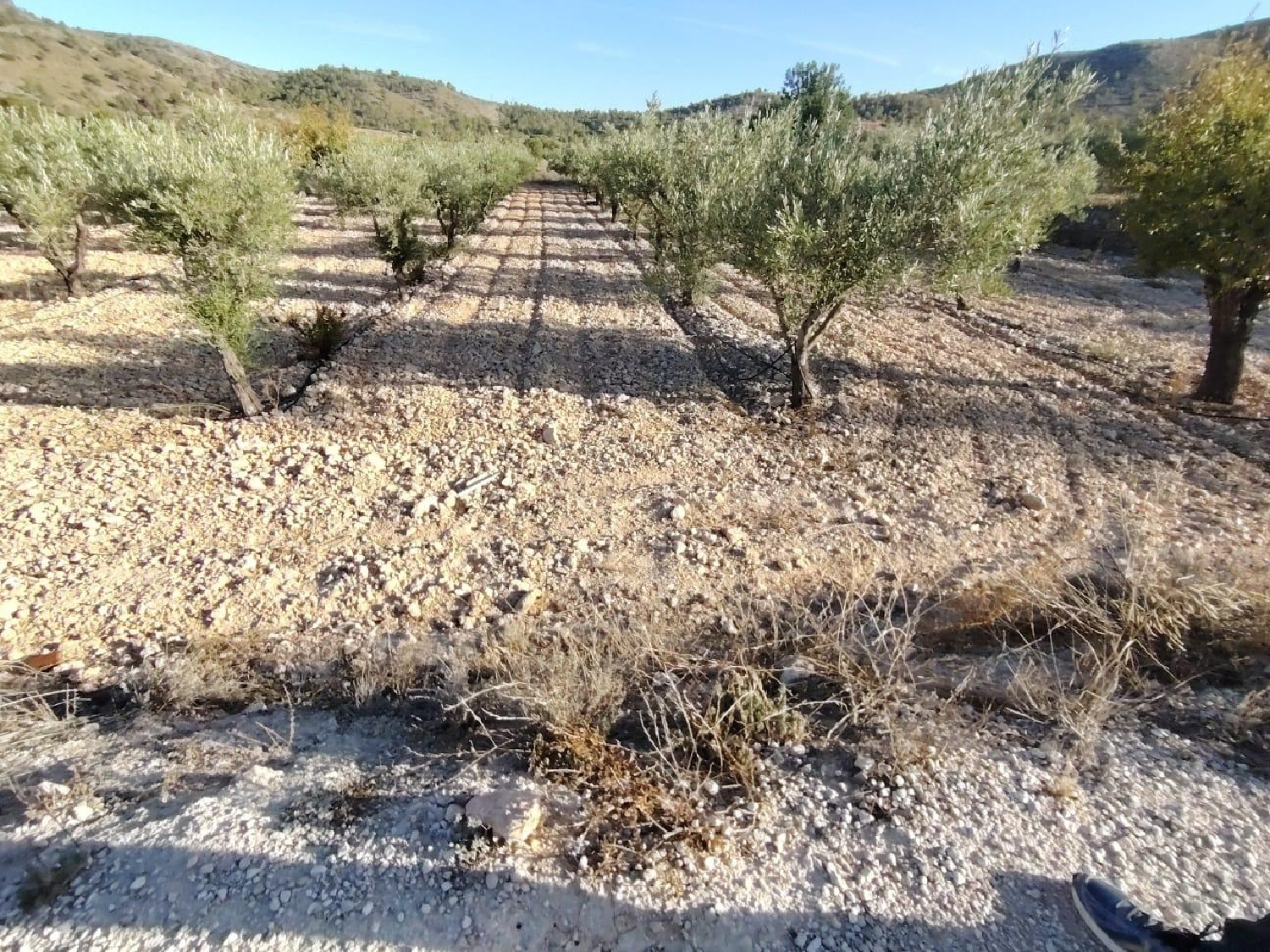 kaufen Grundstück Hondón De Las Nieves Vinalopó Mitjà 2