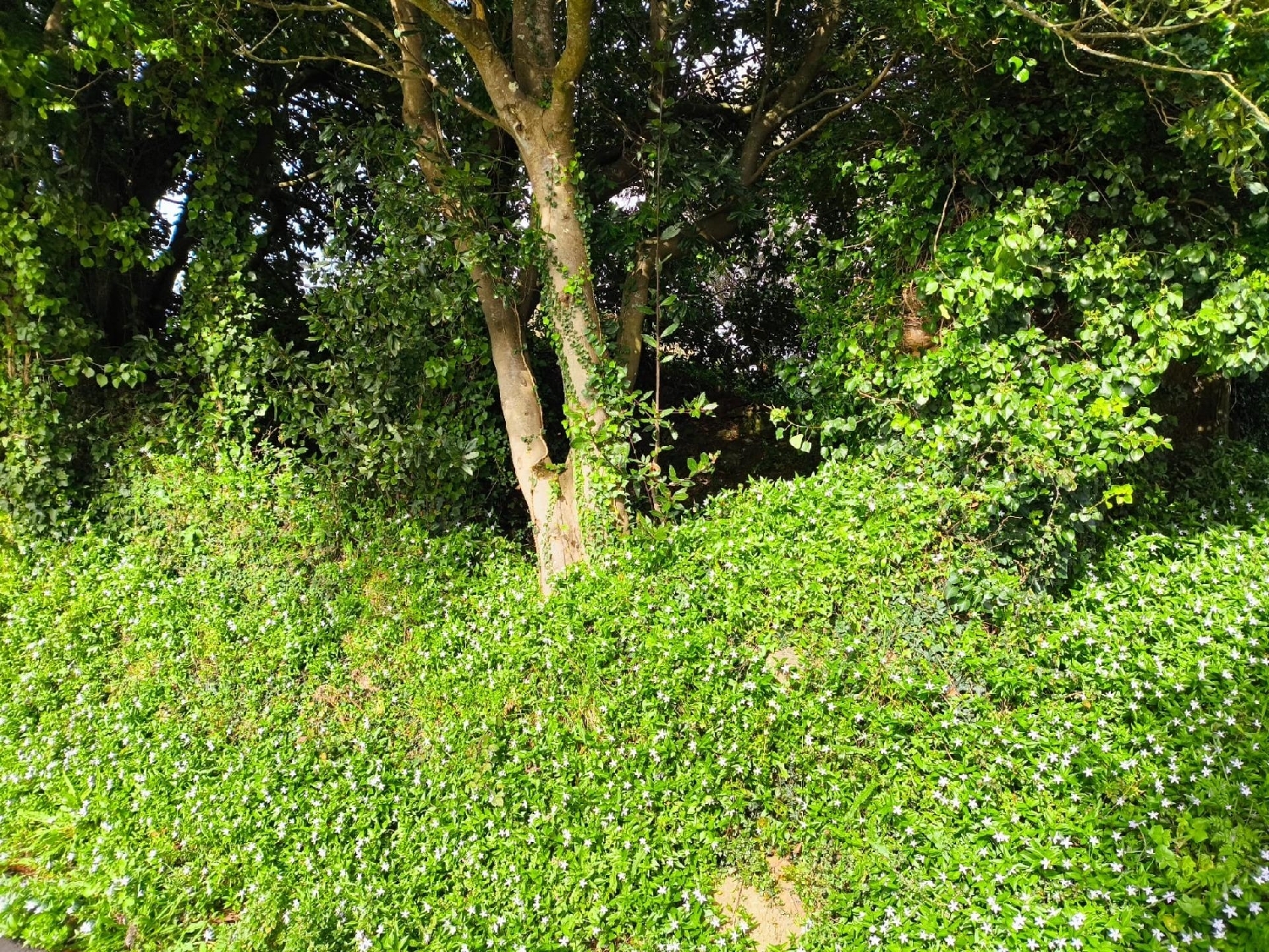  for sale plot Malpica De Bergantiños Bergantiños 8