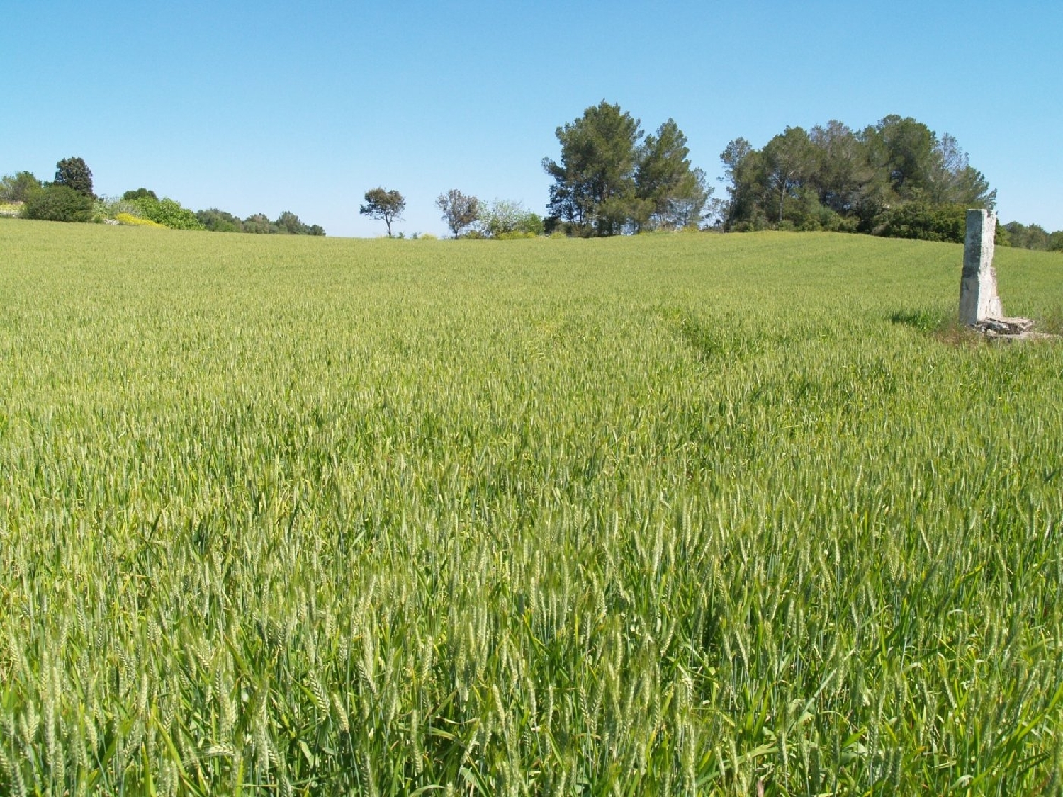  till salu tomt Santa Margalida Nord 6