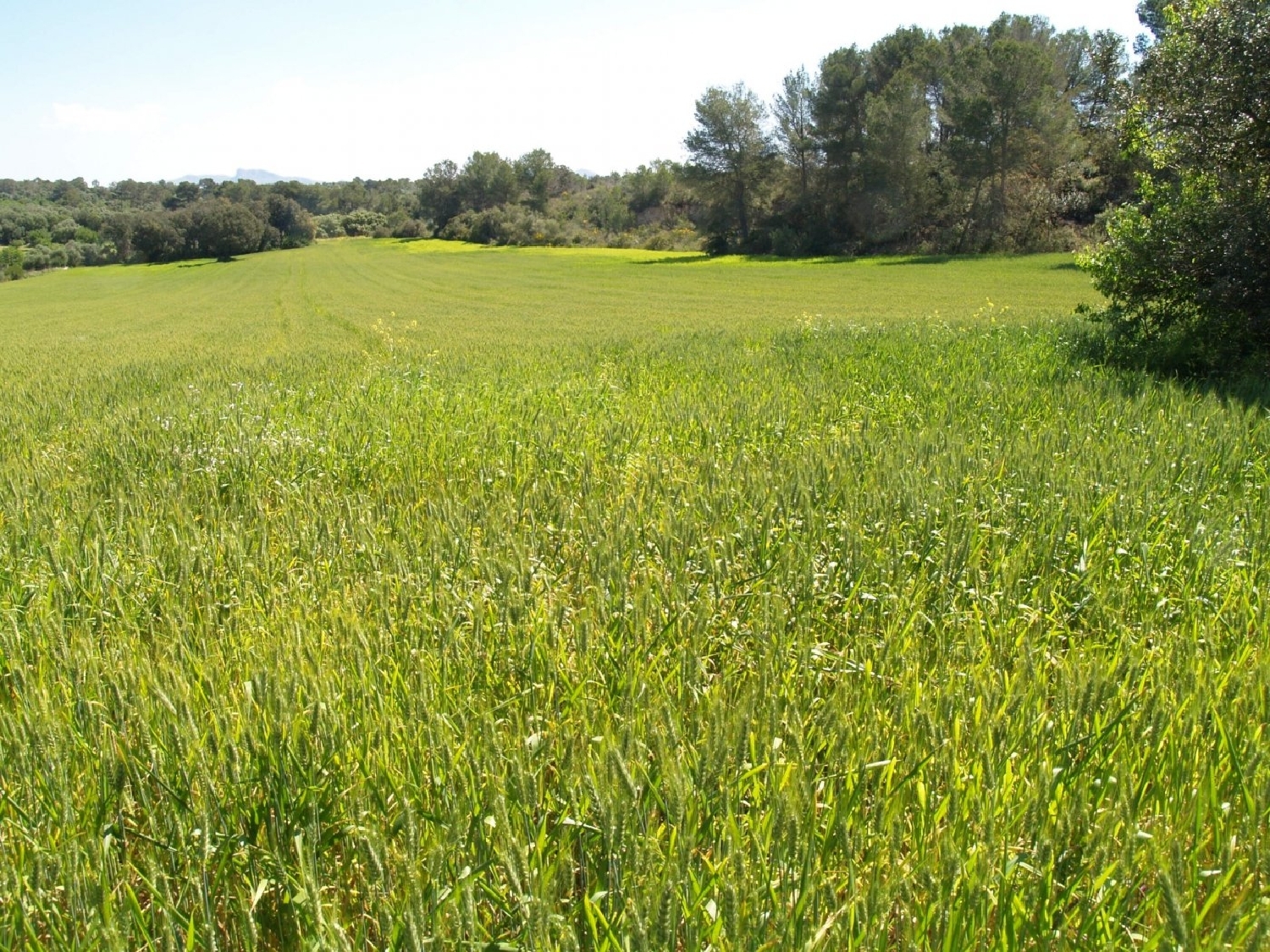  till salu tomt Santa Margalida Nord 2