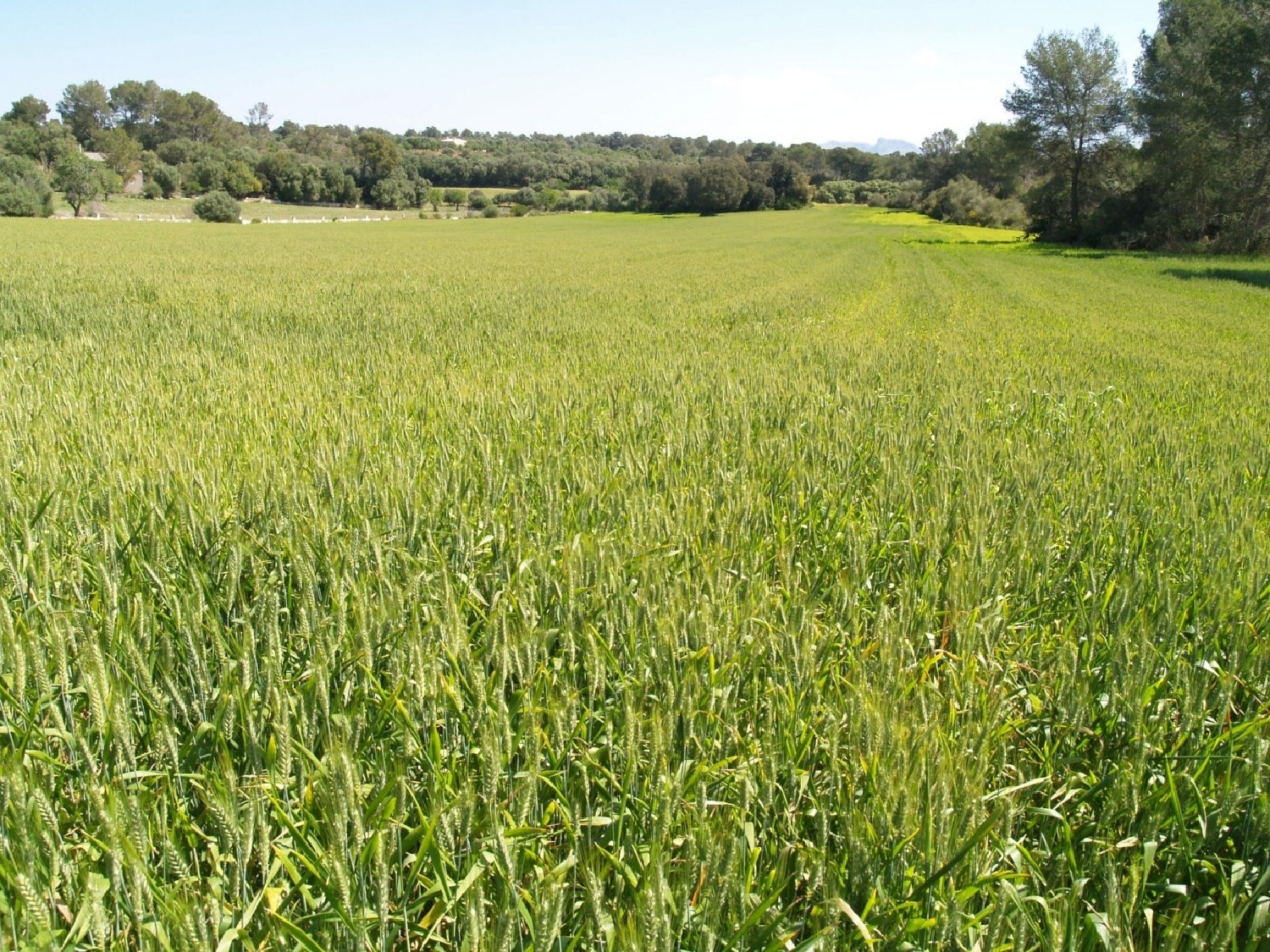  till salu tomt Santa Margalida Nord 8