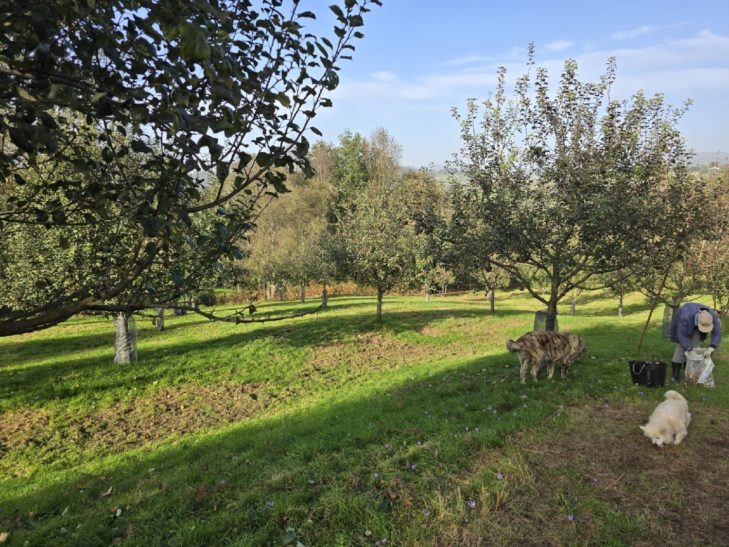  till salu tomt Siero Narcea 5