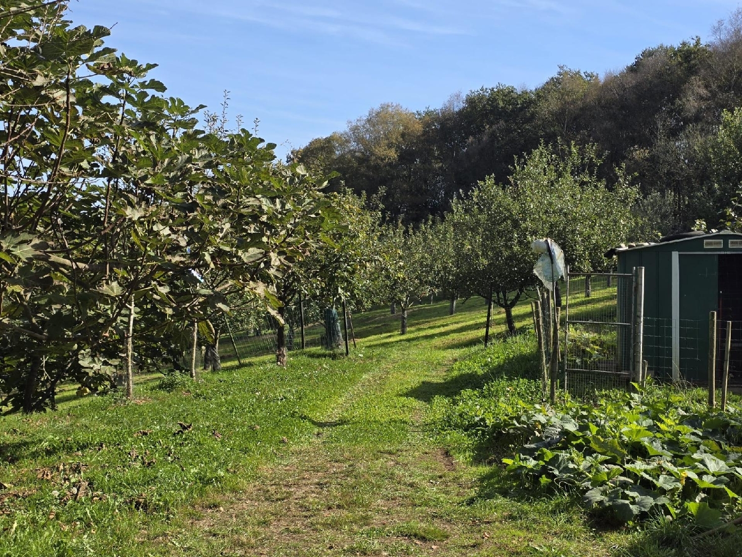  till salu tomt Siero Narcea 3