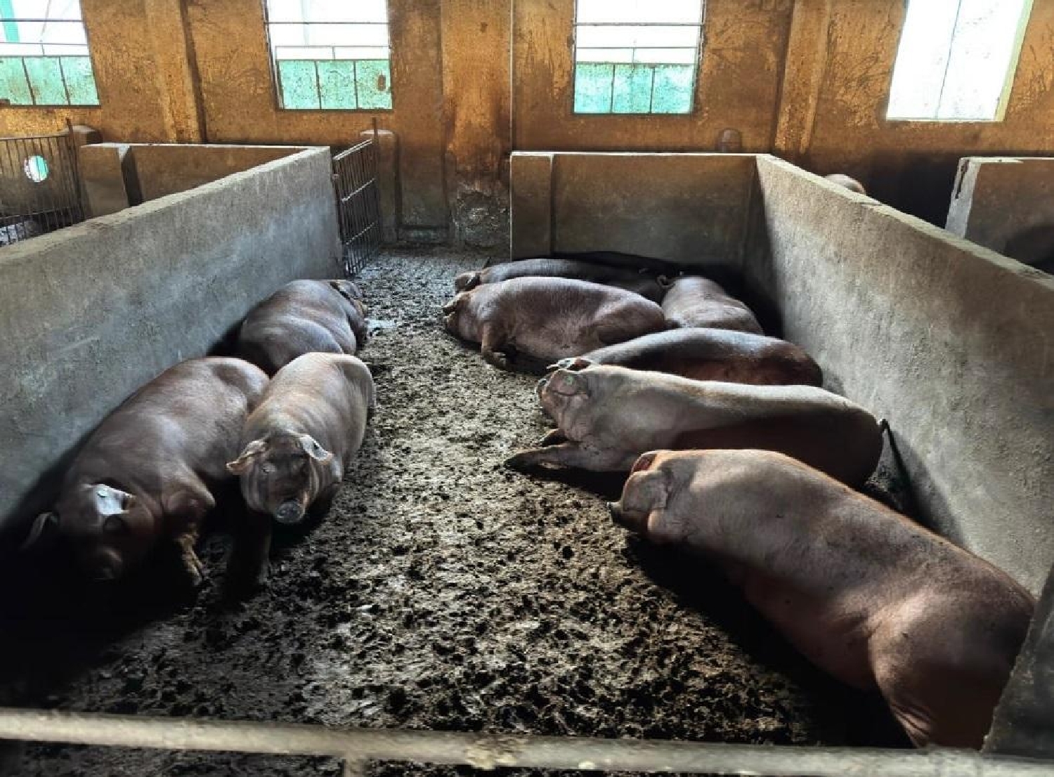  till salu tomt Valladolid Arzúa 6