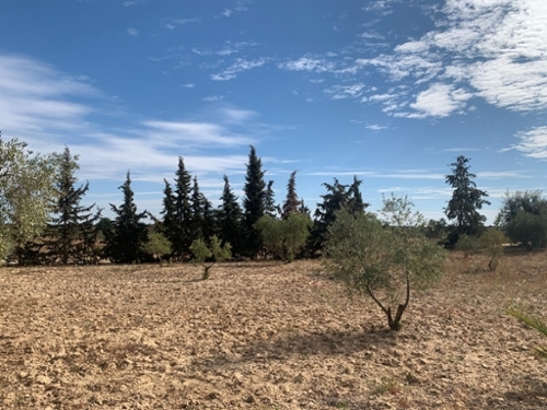 Villalba Del Alcor Condado (El) tomt foto 6323222