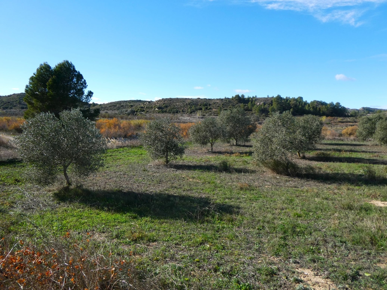  te koop boerderij Fabara Bajo Aragón-Caspe 11