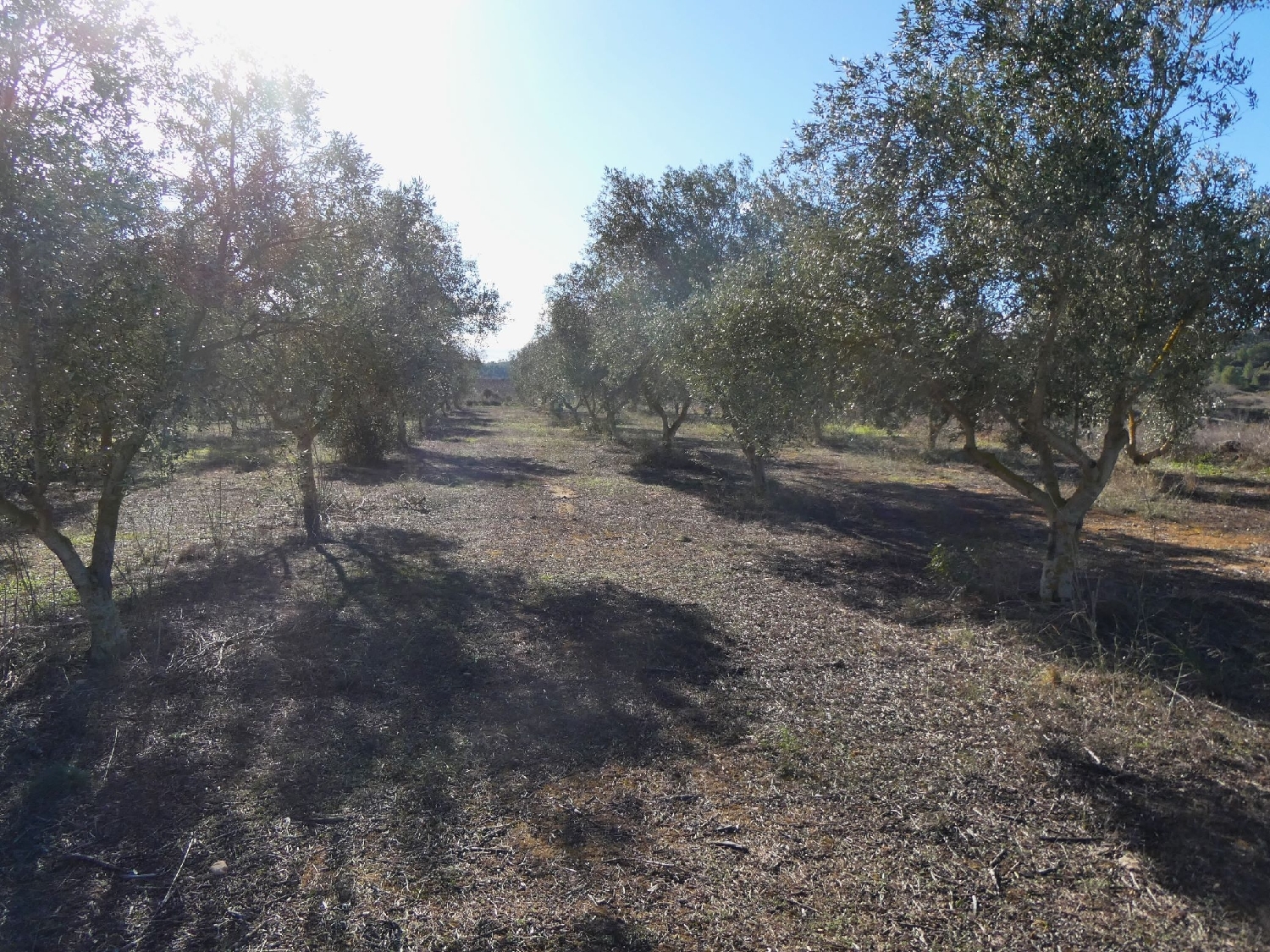  te koop boerderij Fabara Bajo Aragón-Caspe 13