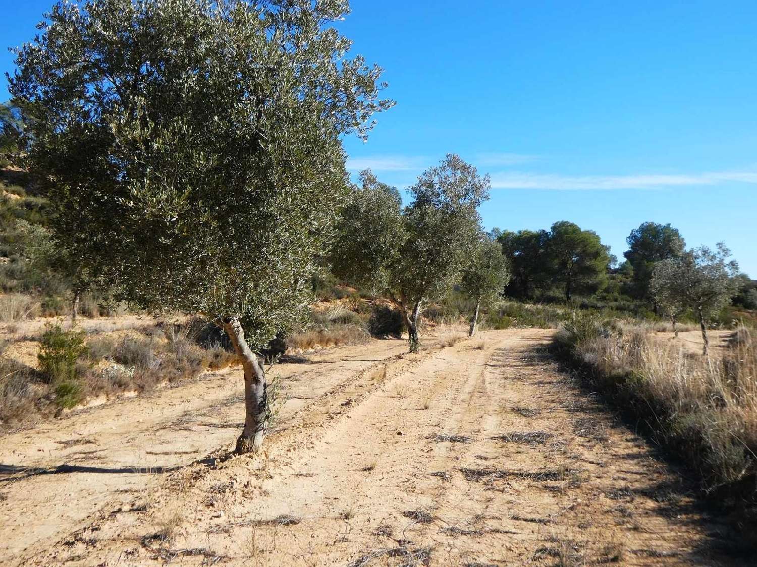  for sale country house Fabara Bajo Aragón-Caspe 4