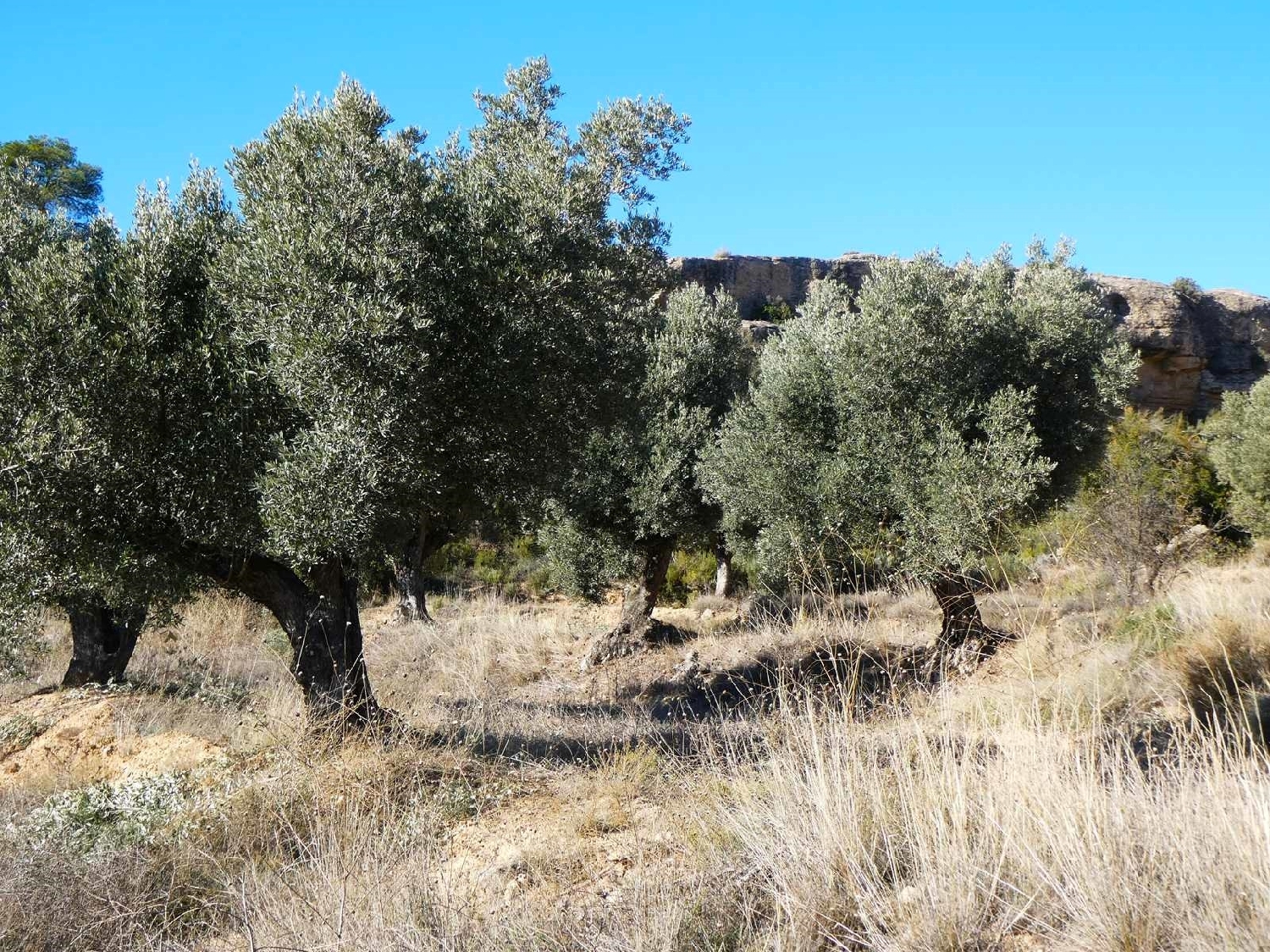  for sale country house Fabara Bajo Aragón-Caspe 7