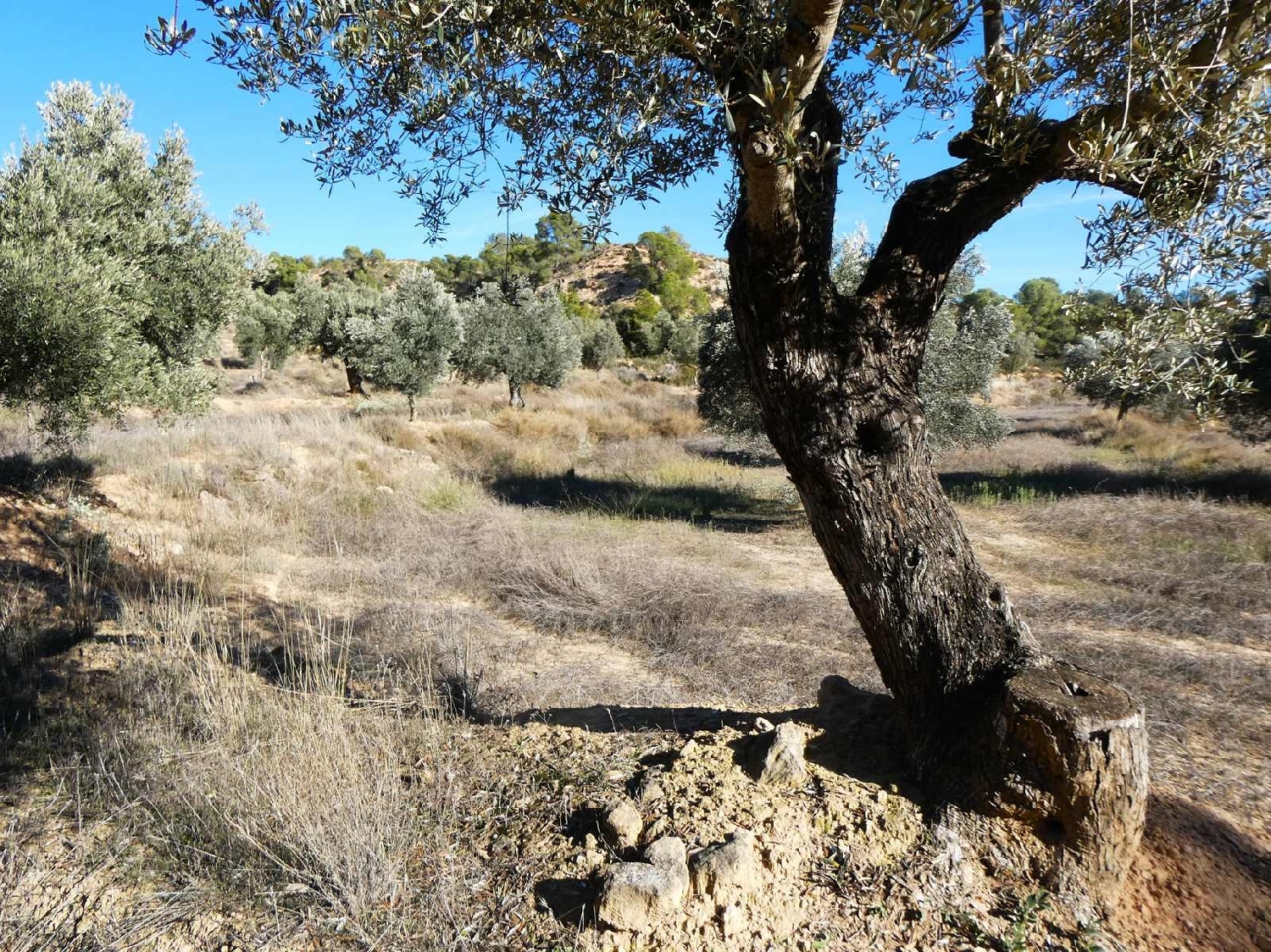  for sale country house Fabara Bajo Aragón-Caspe 9