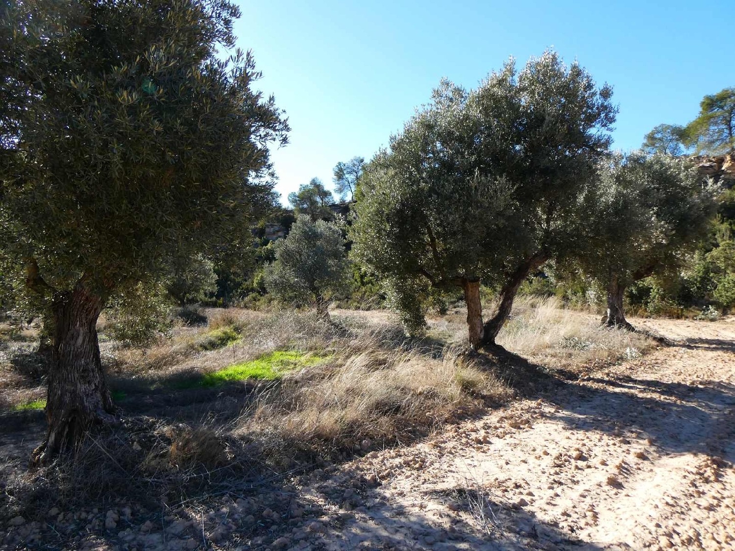  for sale country house Fabara Bajo Aragón-Caspe 6