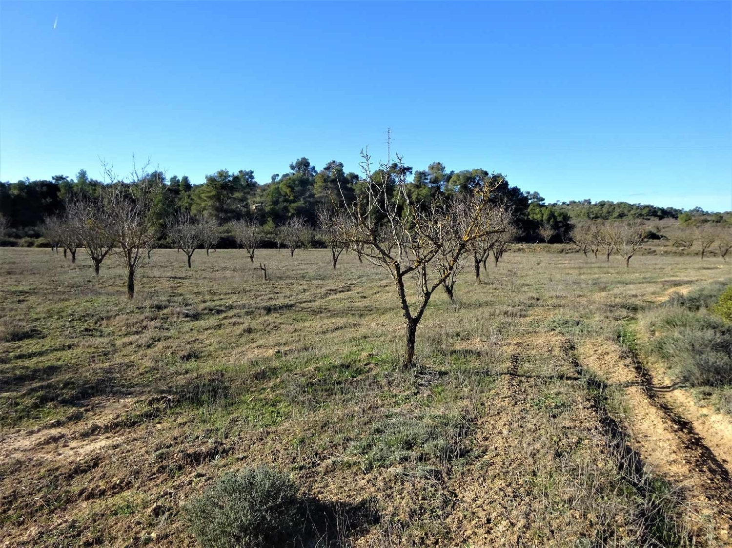  for sale country house Fabara Bajo Aragón-Caspe 2