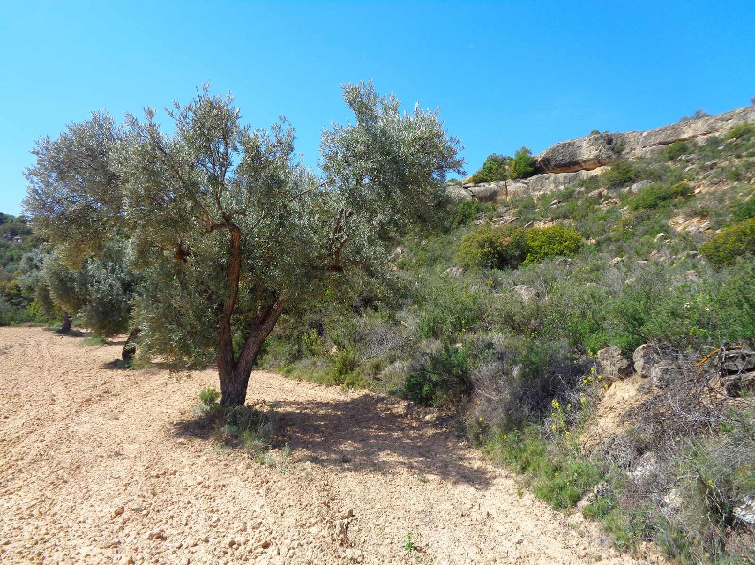  for sale country house Maella Bajo Aragón-Caspe 4