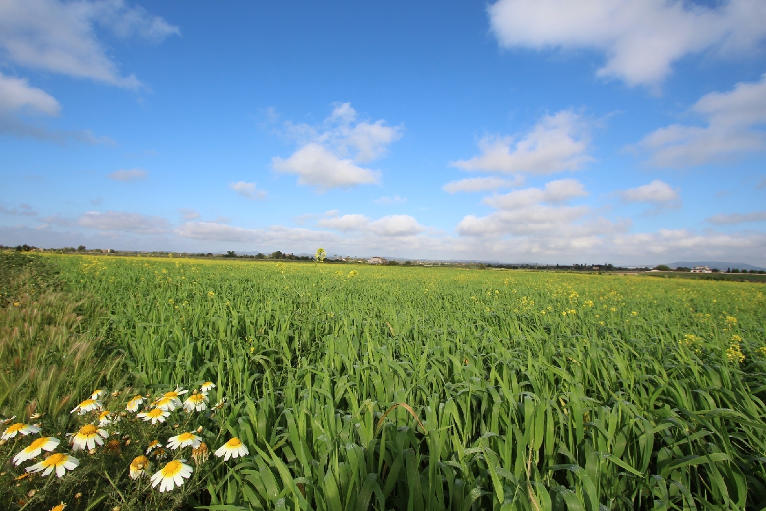  till salu tomt Felanitx Sud 14