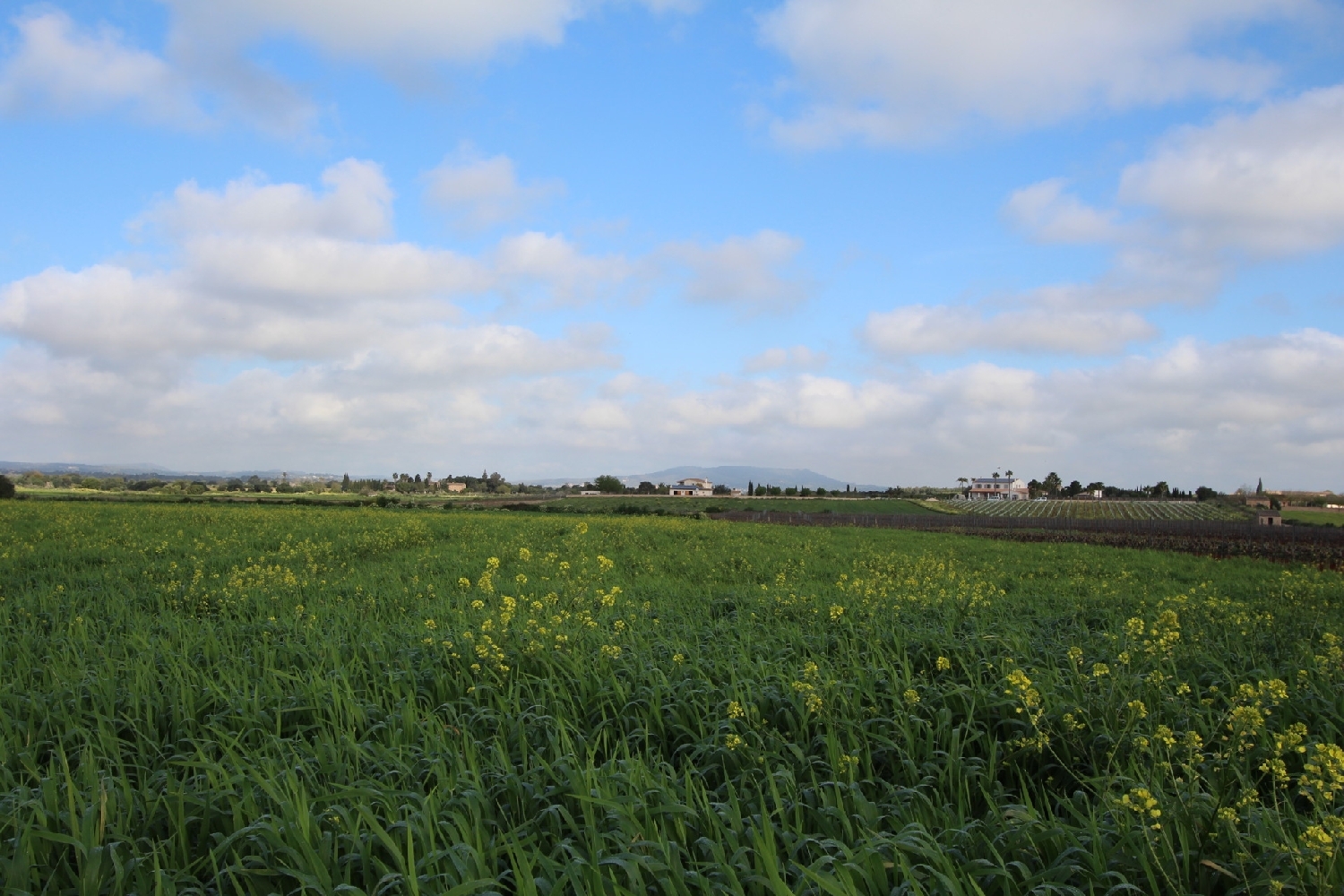  till salu tomt Felanitx Sud 8