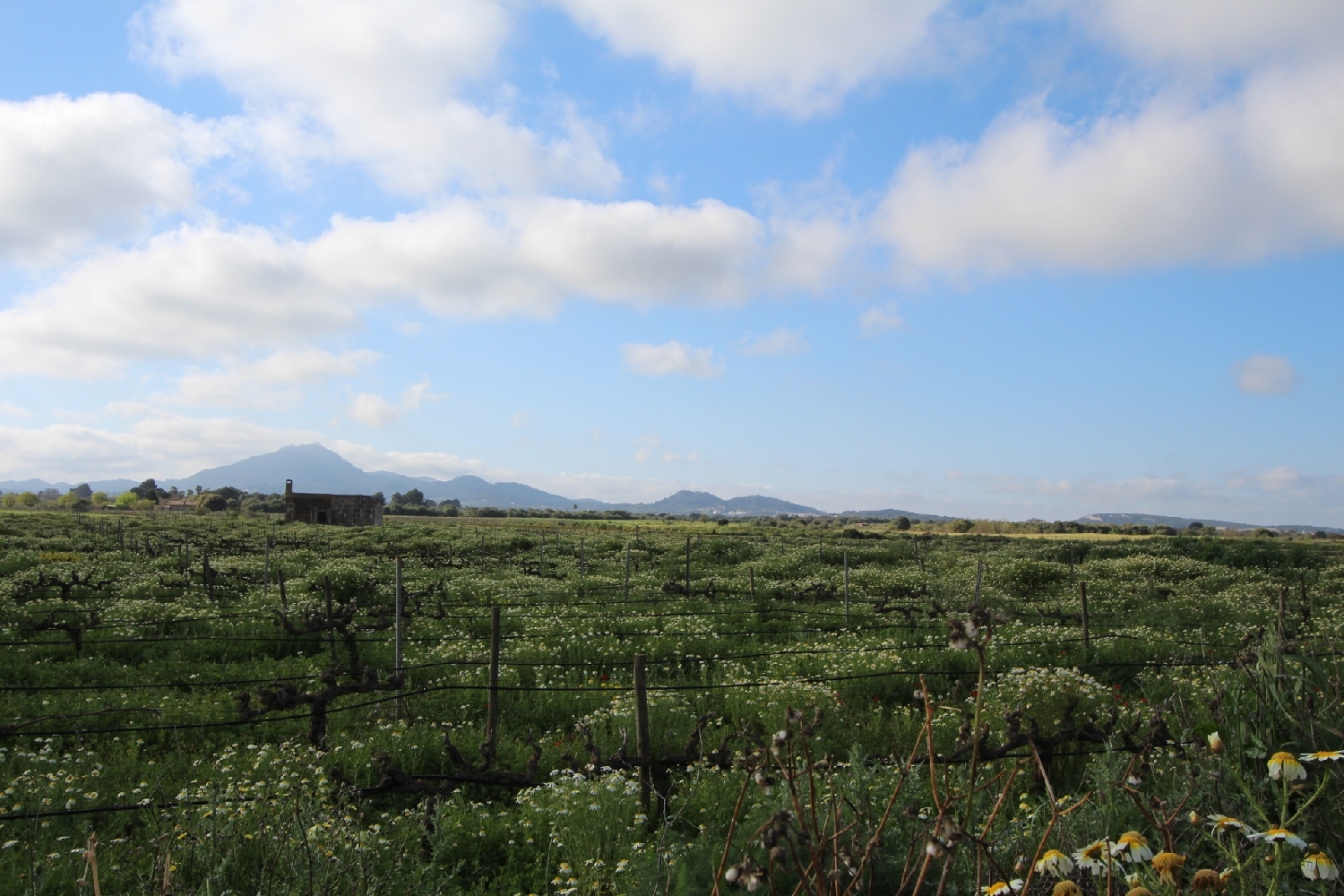  till salu tomt Felanitx Sud 11