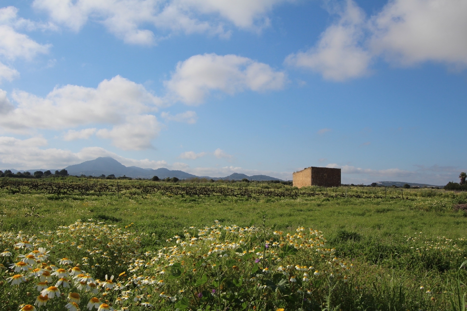  till salu tomt Felanitx Sud 16