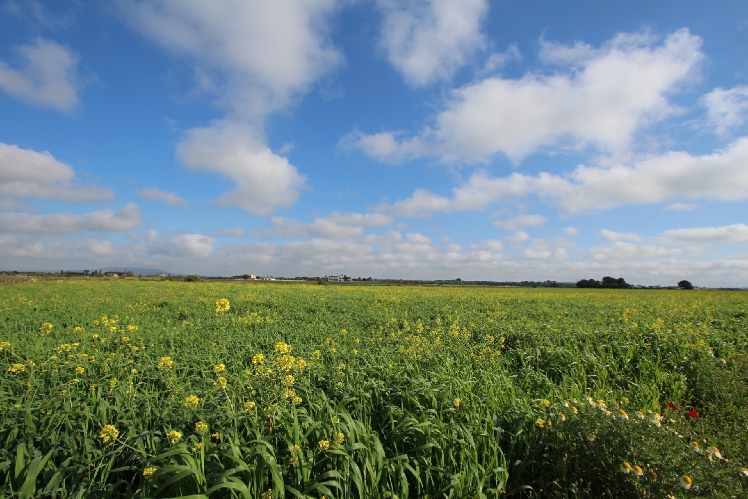  till salu tomt Felanitx Sud 5