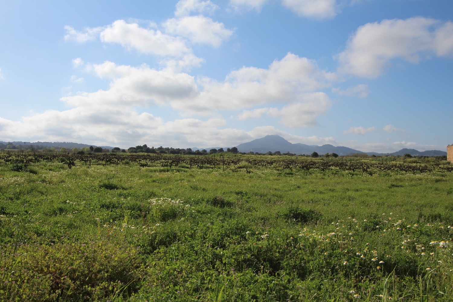  till salu tomt Felanitx Sud 17