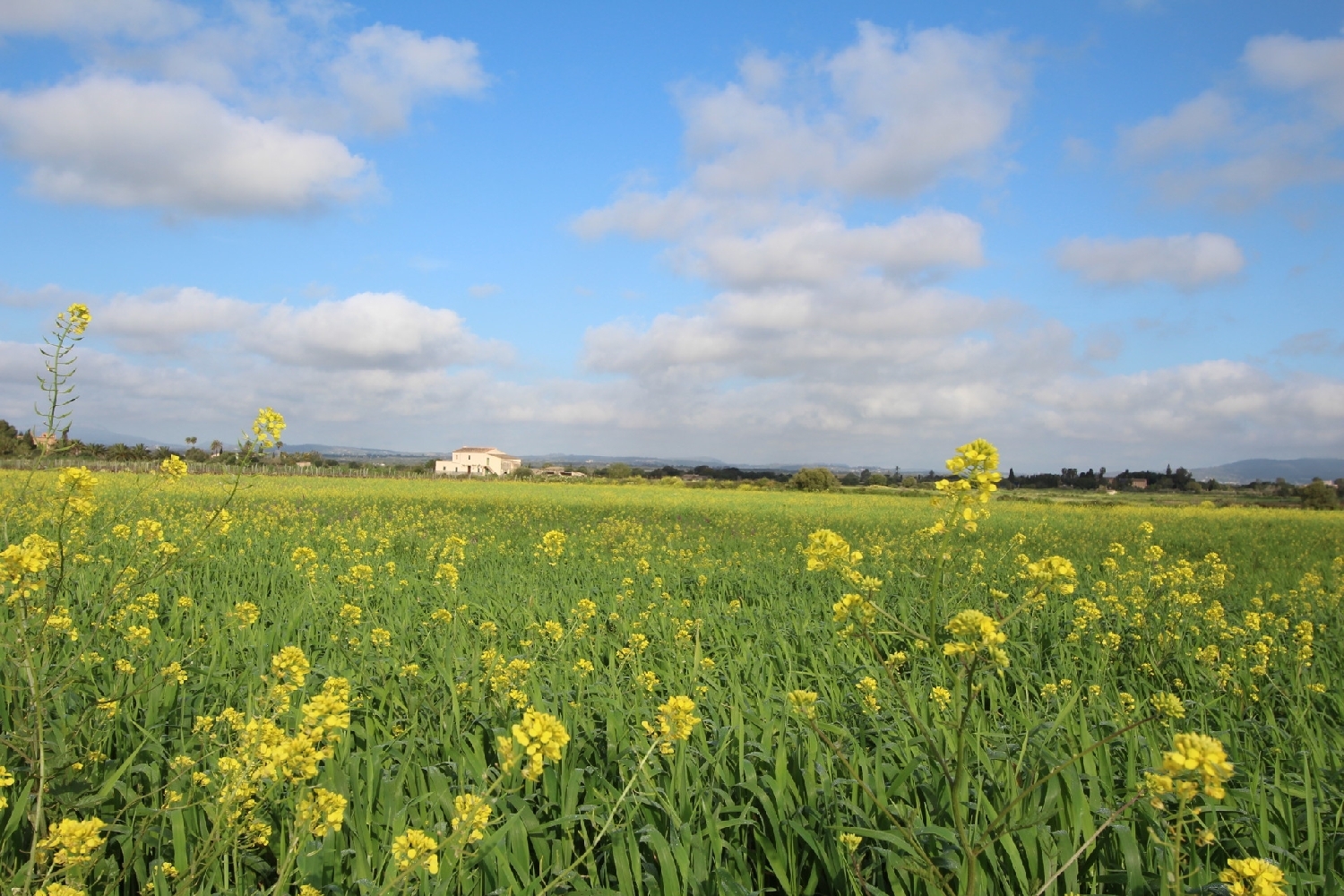  till salu tomt Felanitx Sud 15