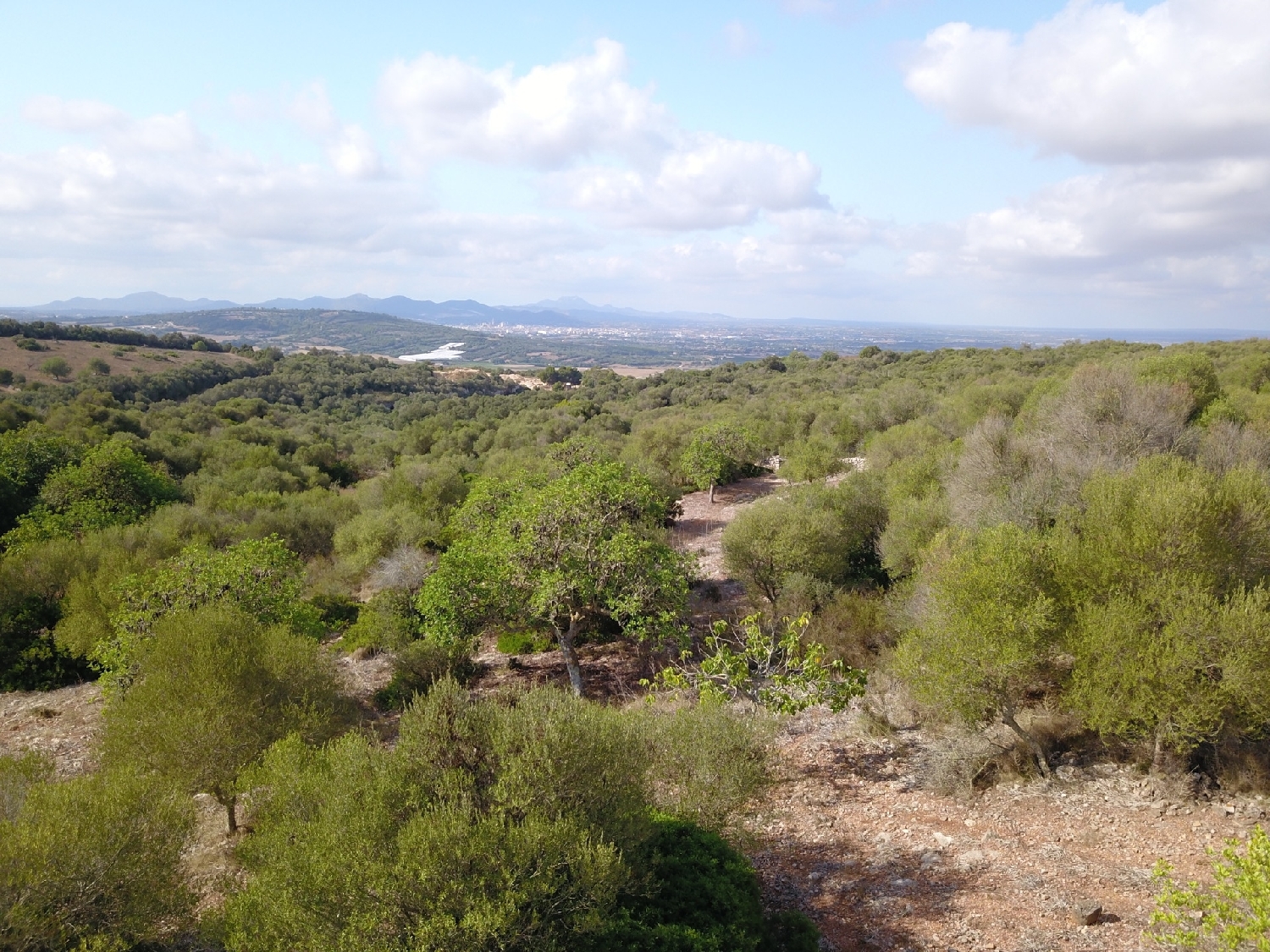  till salu tomt Manacor Llevant 4