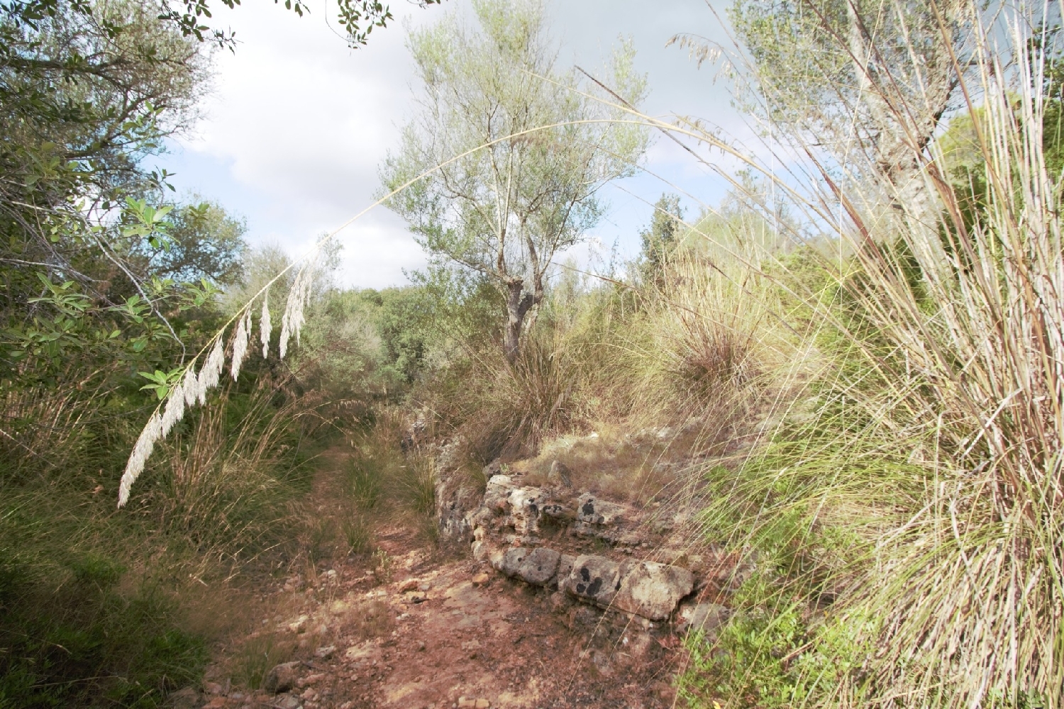  till salu tomt Manacor Llevant 22