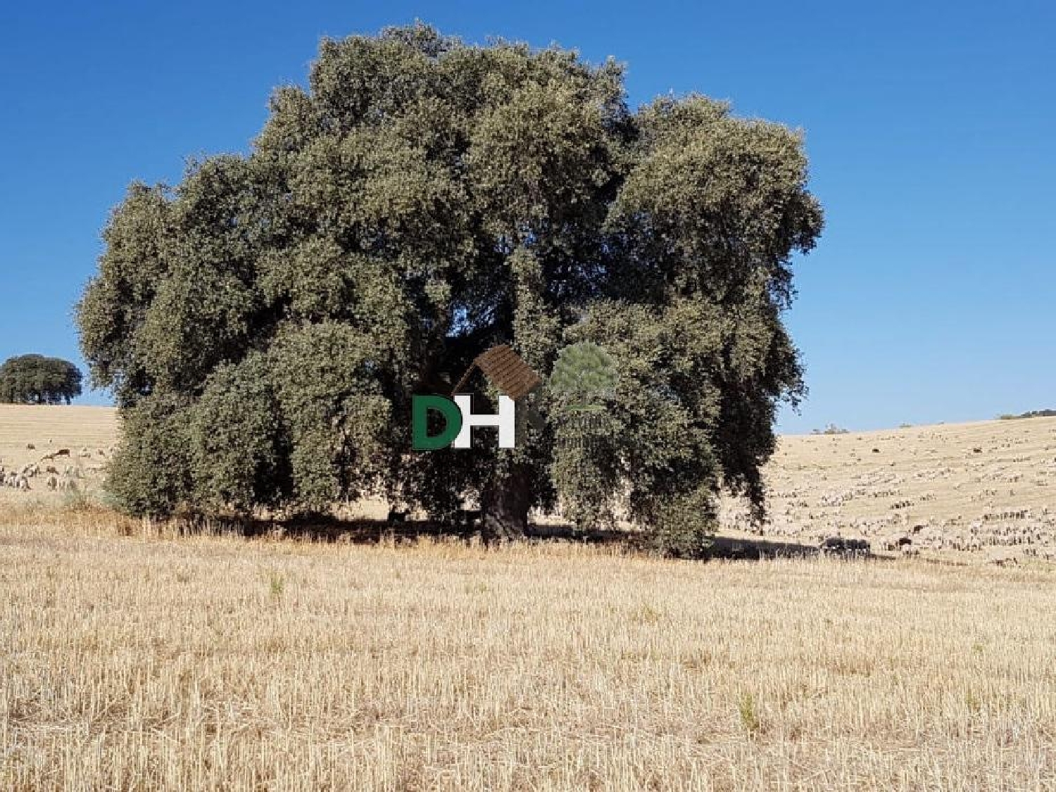 for sale plot O Toledo Ribeiro 2