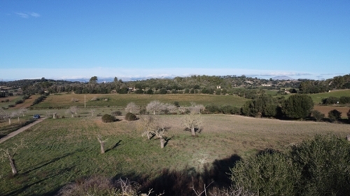 Sineu Pla (Es) Grundstück Bild 6323865