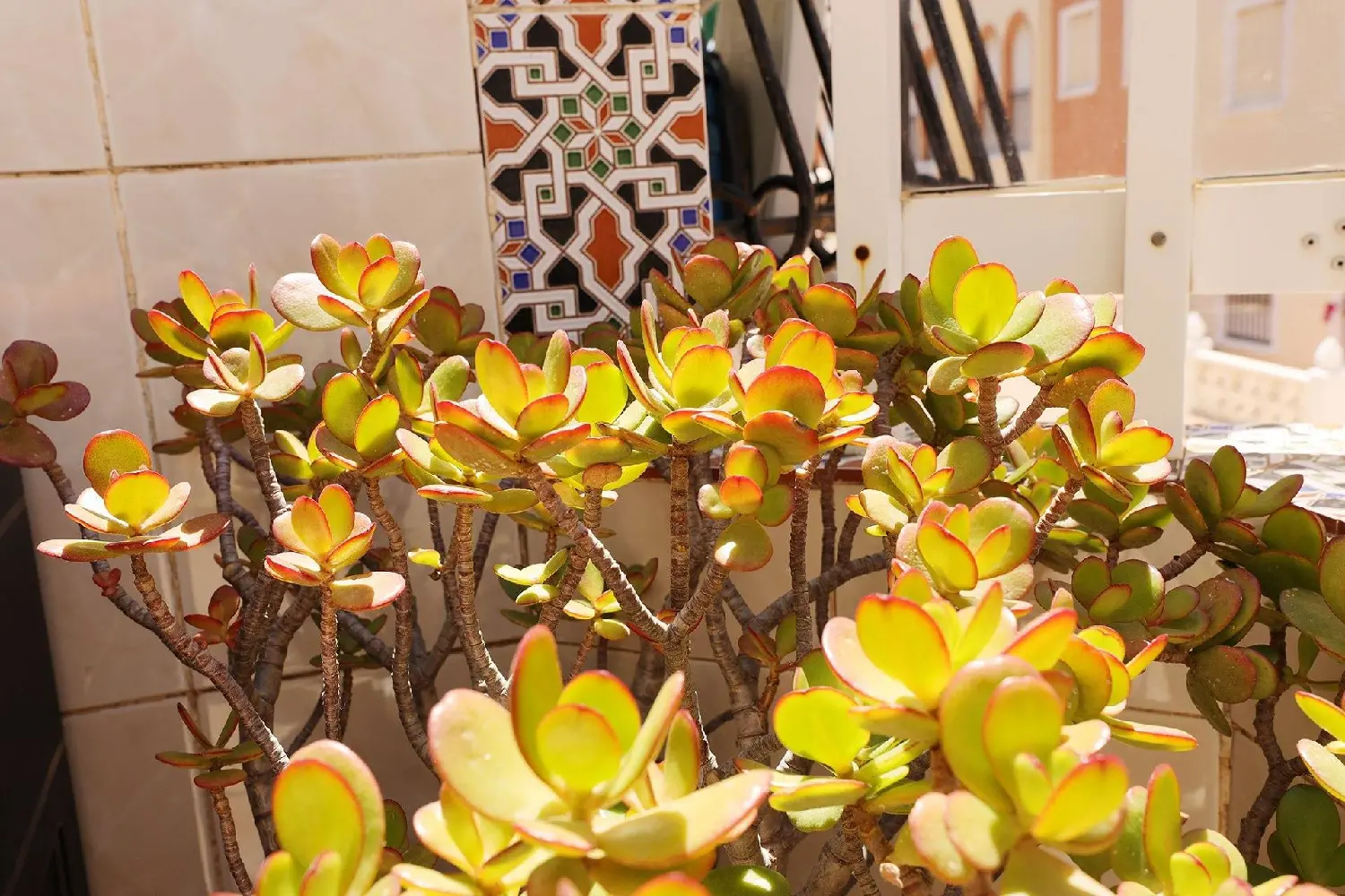  till salu lägenhet Torrevieja Baix Segura 8