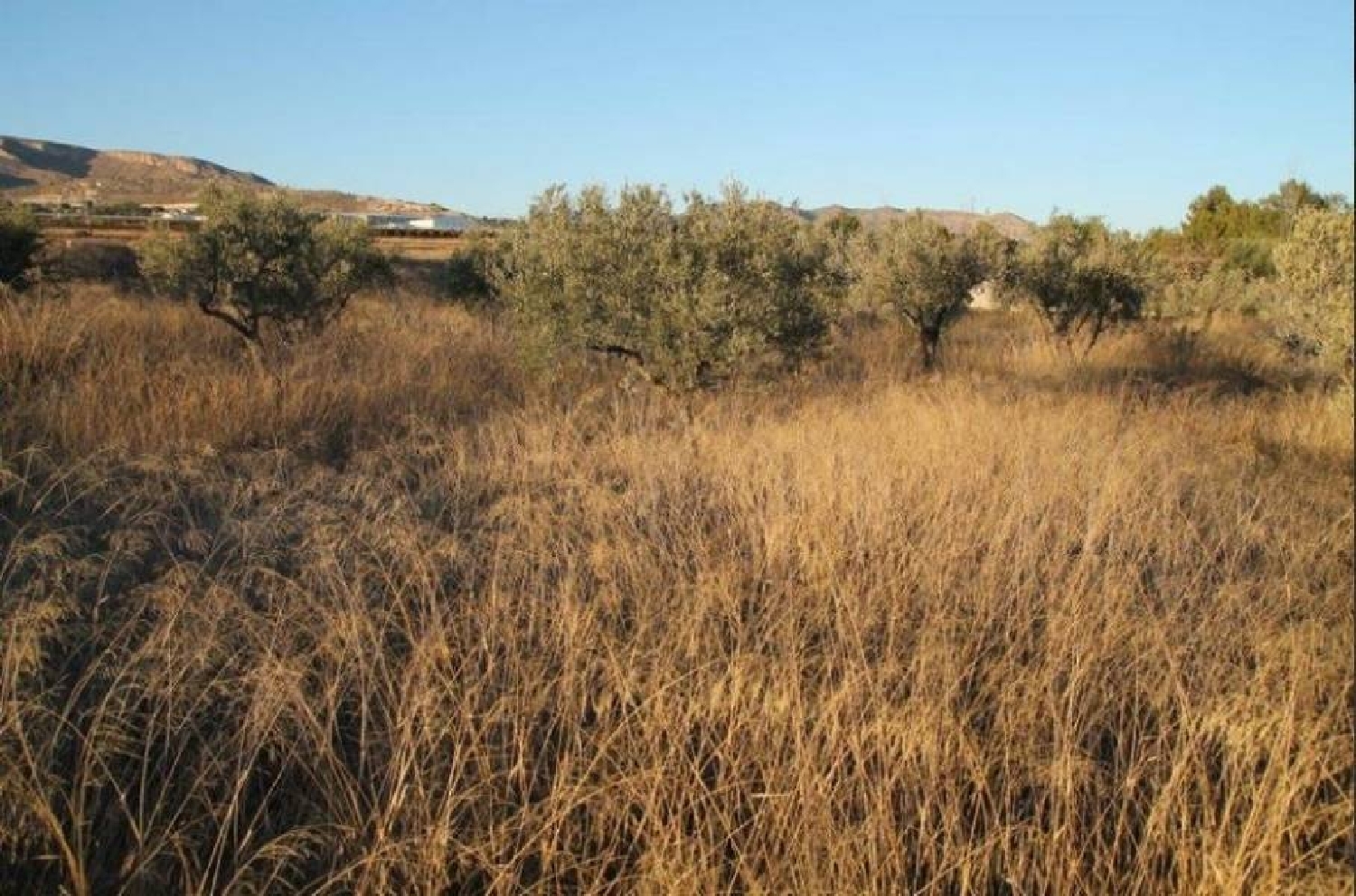till salu camping La Romana Vinalopó Mitjà 3