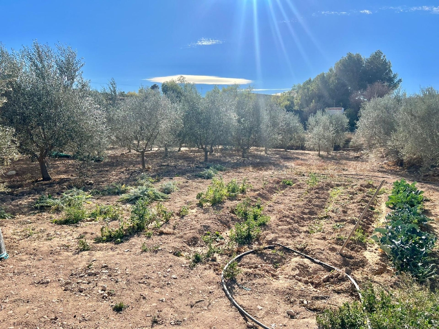  till salu camping Aspe Vinalopó Mitjà 4