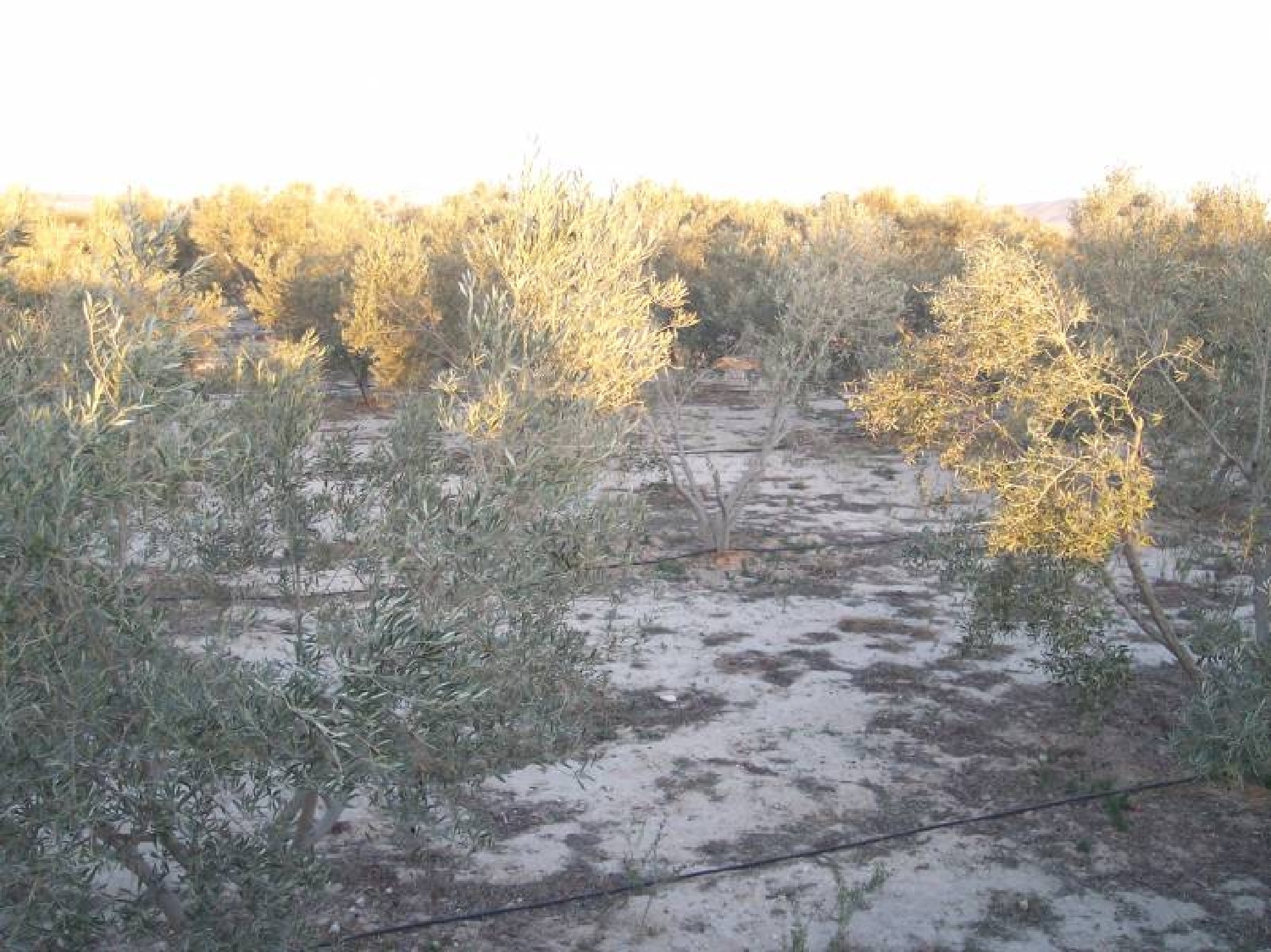 till salu camping Els Montesinos Vinalopó Mitjà 2