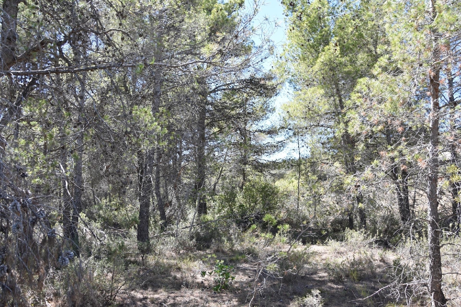  till salu hus på landet Alba Comunidad De Teruel (La) 8