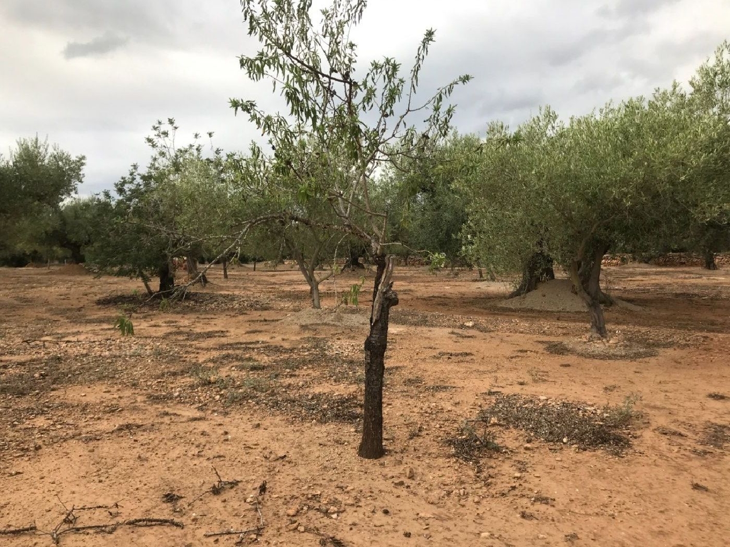  te koop boerderij Aldover Baix Ebre 7